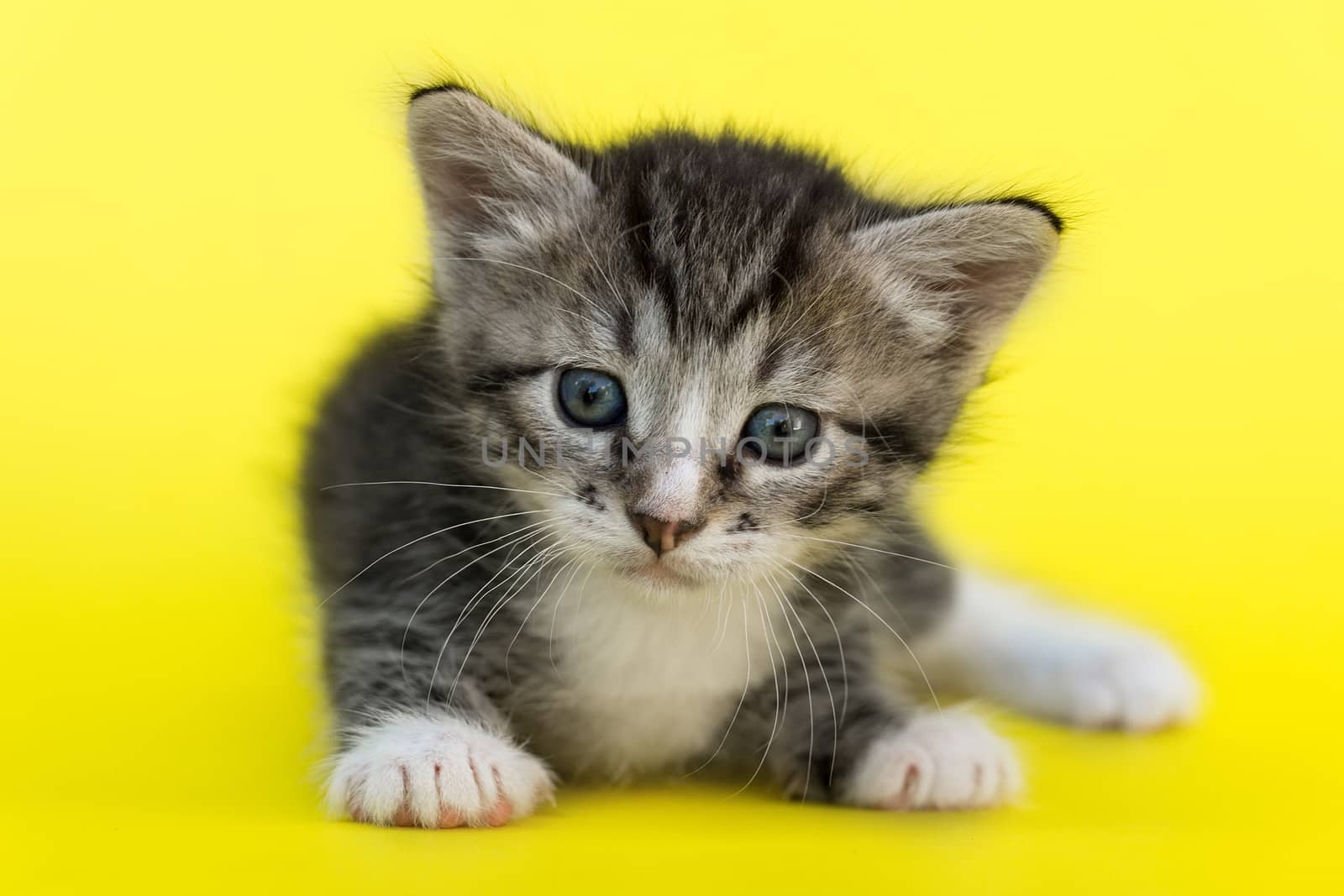 Little gray kitten by AlexBush