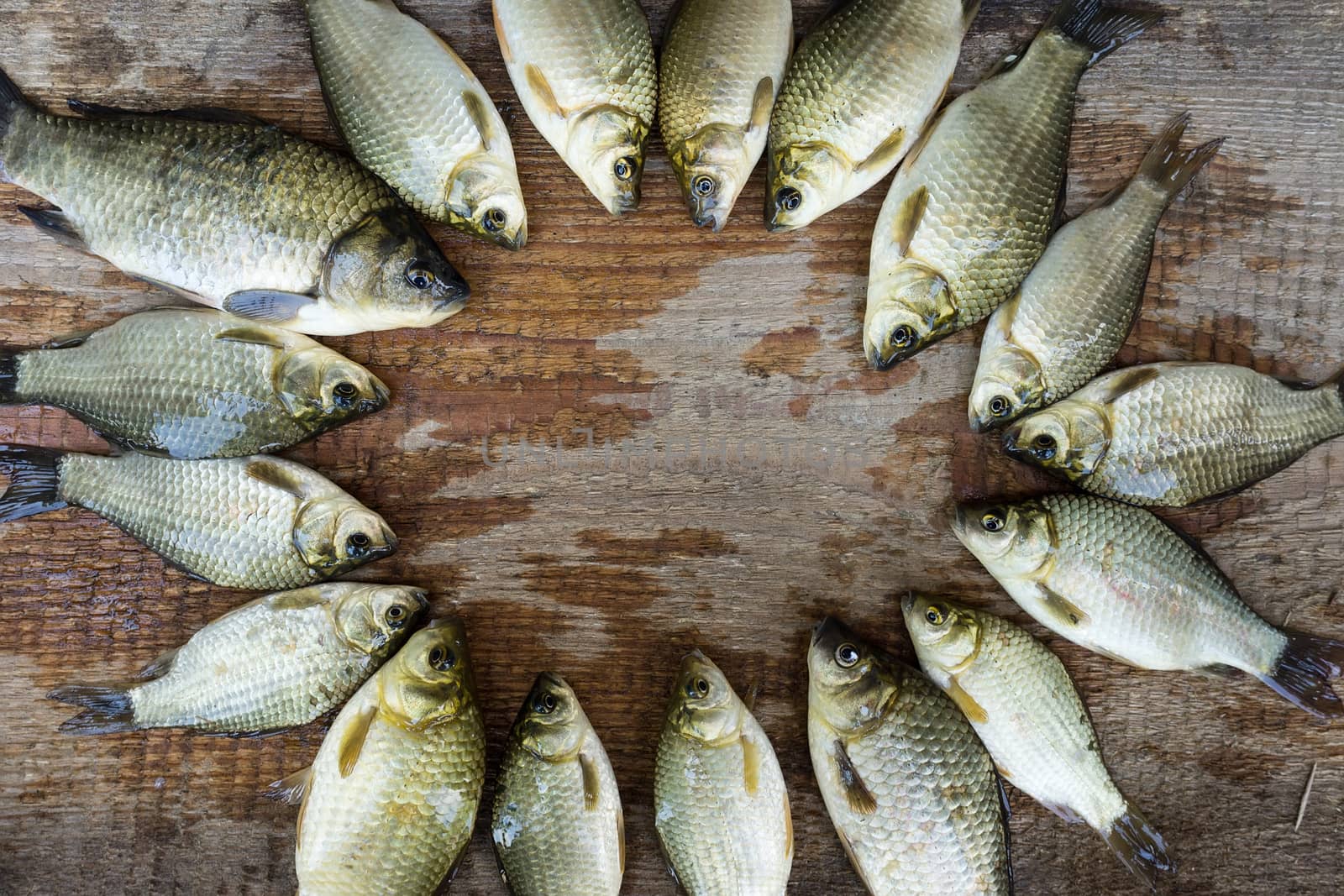 carp on a wooden background, by AlexBush