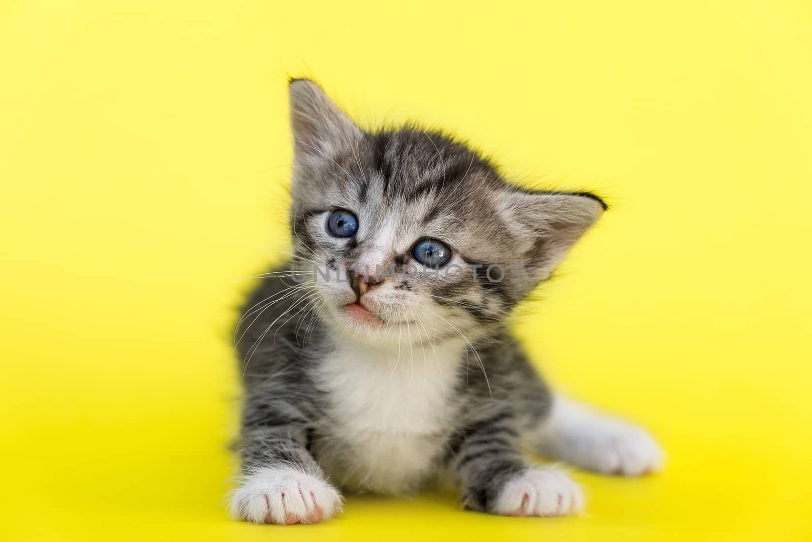 Little gray kitten on a yellow background