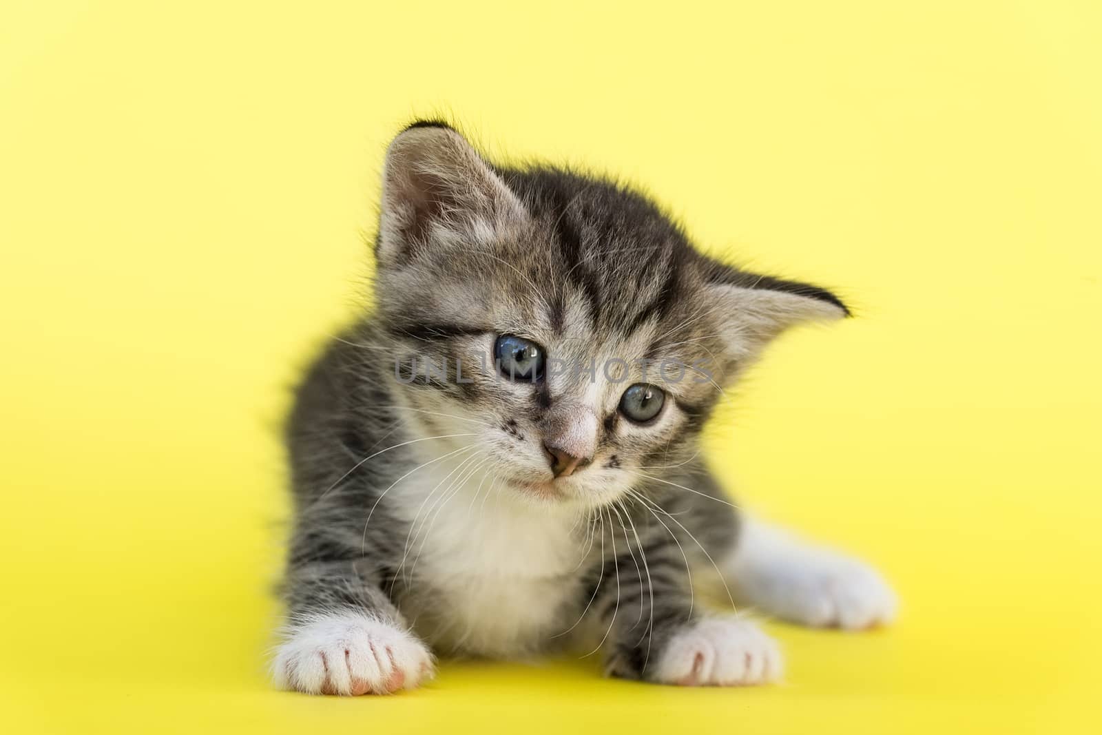 Little gray kitten on a yellow background