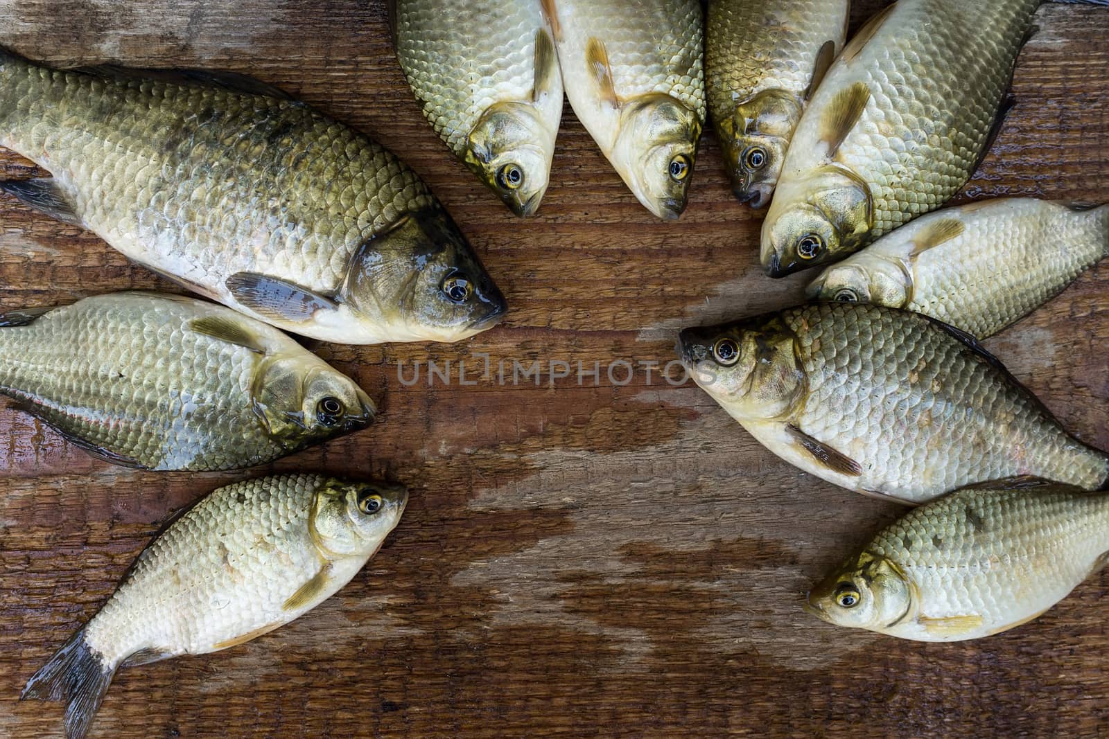 carp on a wooden background, good fishing