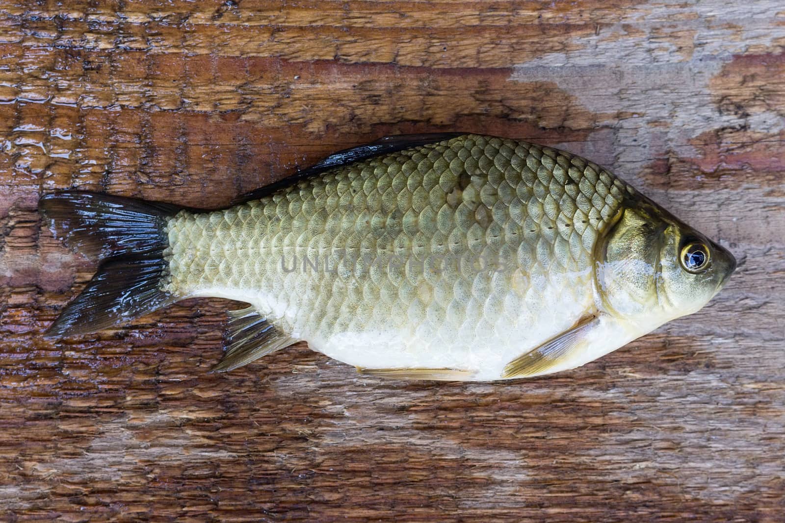 carp on a wooden background, good fishing