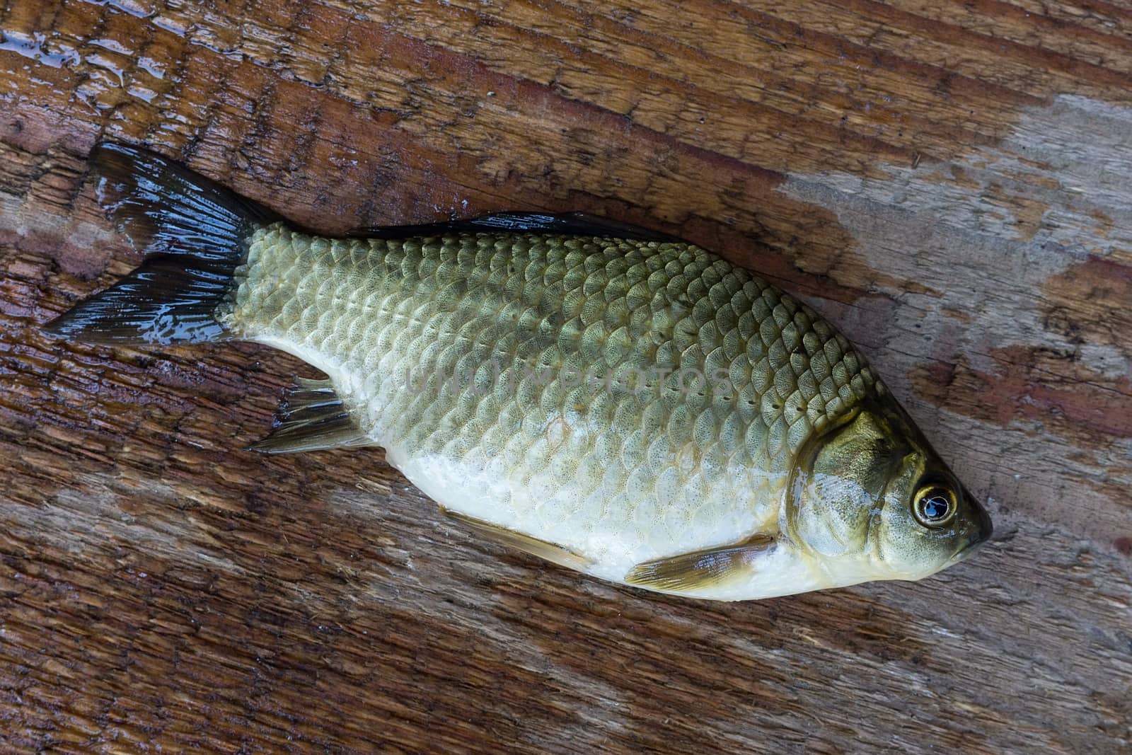 carp on a wooden background by AlexBush