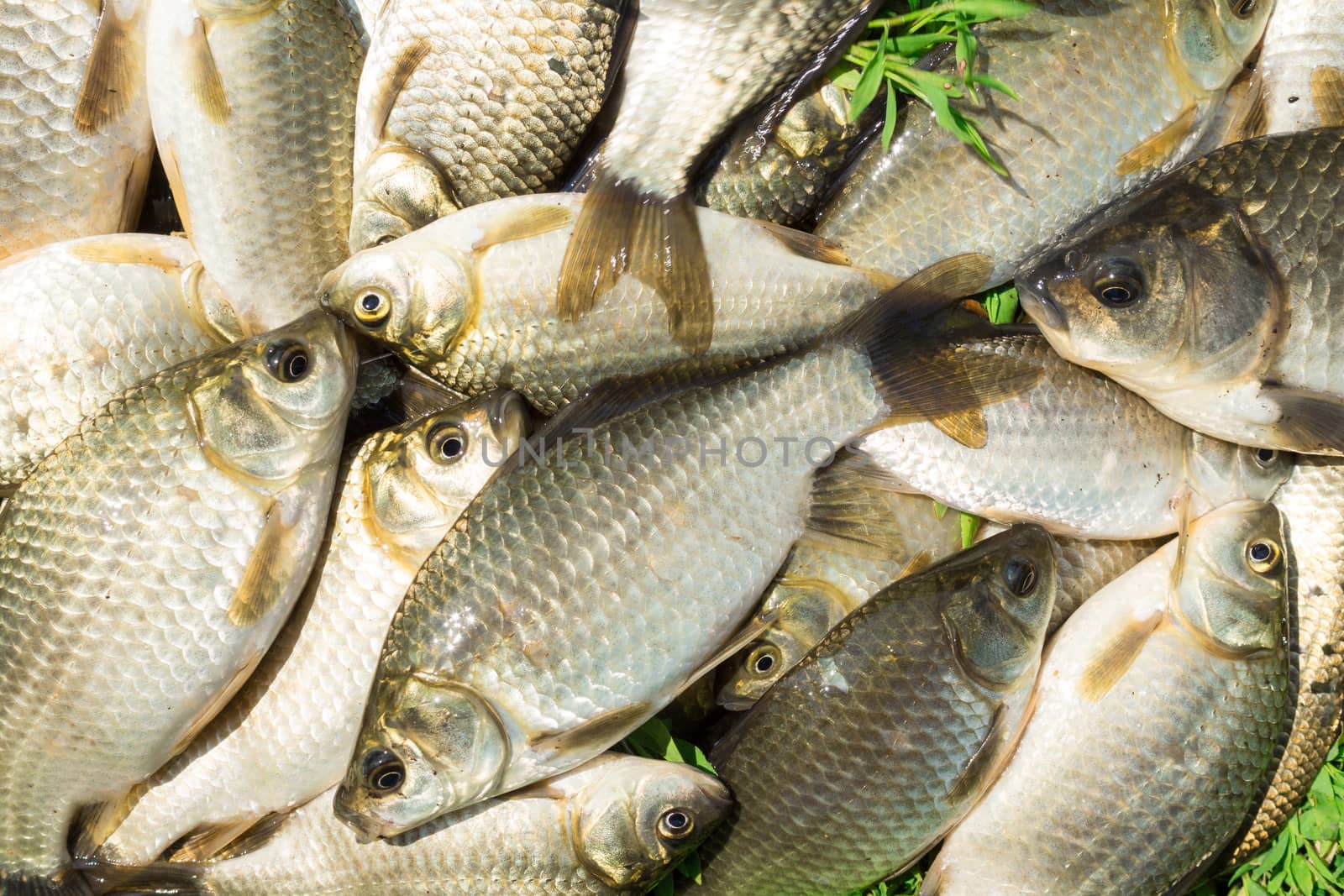 carp on a wooden background by AlexBush