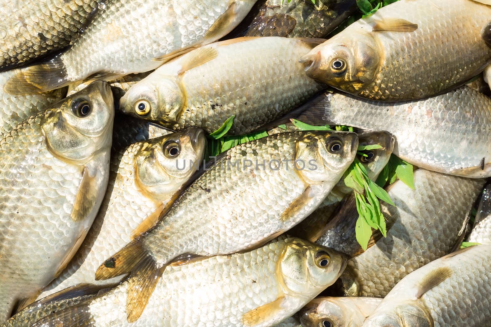 carp on a wooden background by AlexBush