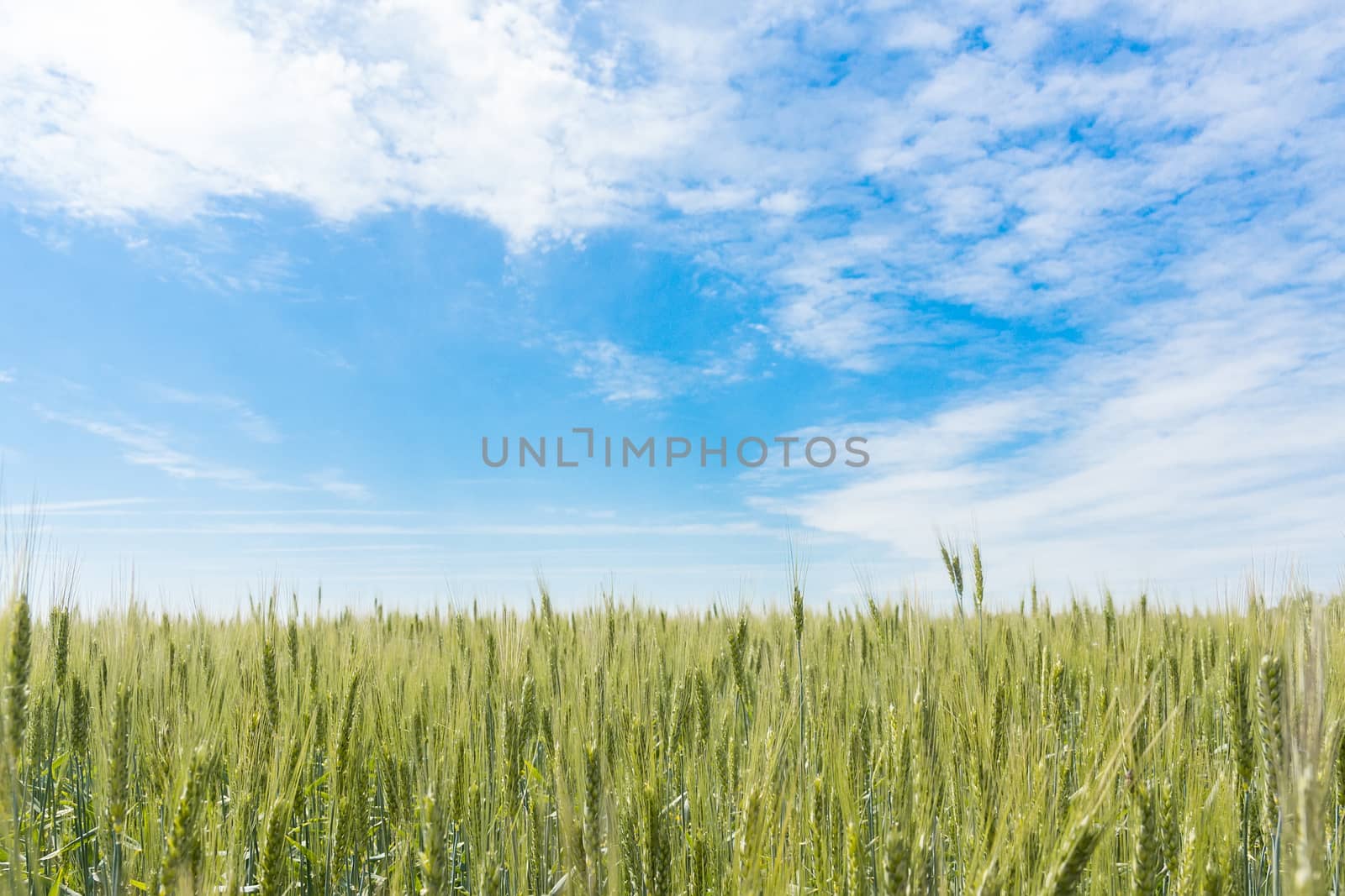 Wheat field and blue sky with clouds