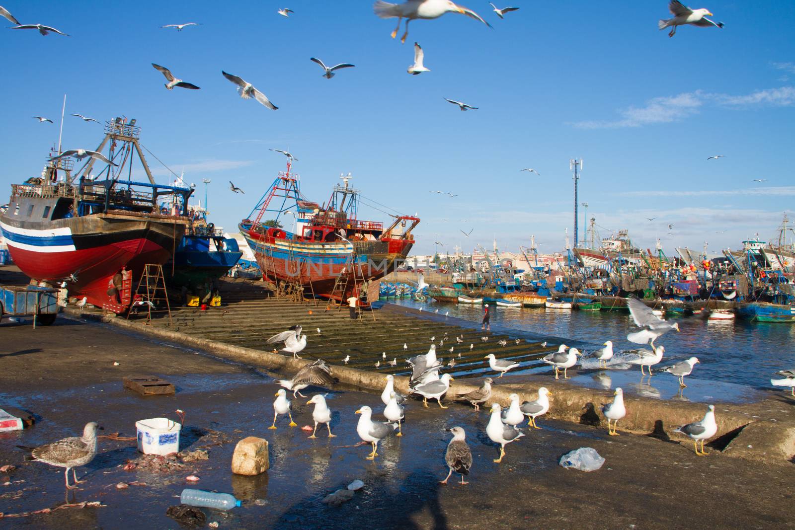 Flocks of seagulls flying over Essaouira fishing harbor, Morocco. Fishing boat docked at the Essaouira port waits for a full repair with a boat hook in the foreground by kasto