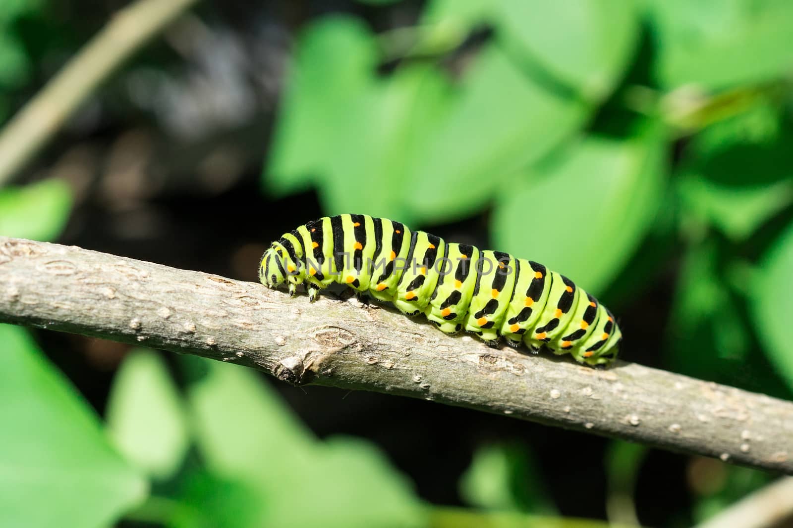 Green caterpillar on lilac leaf, caterpillar in nature