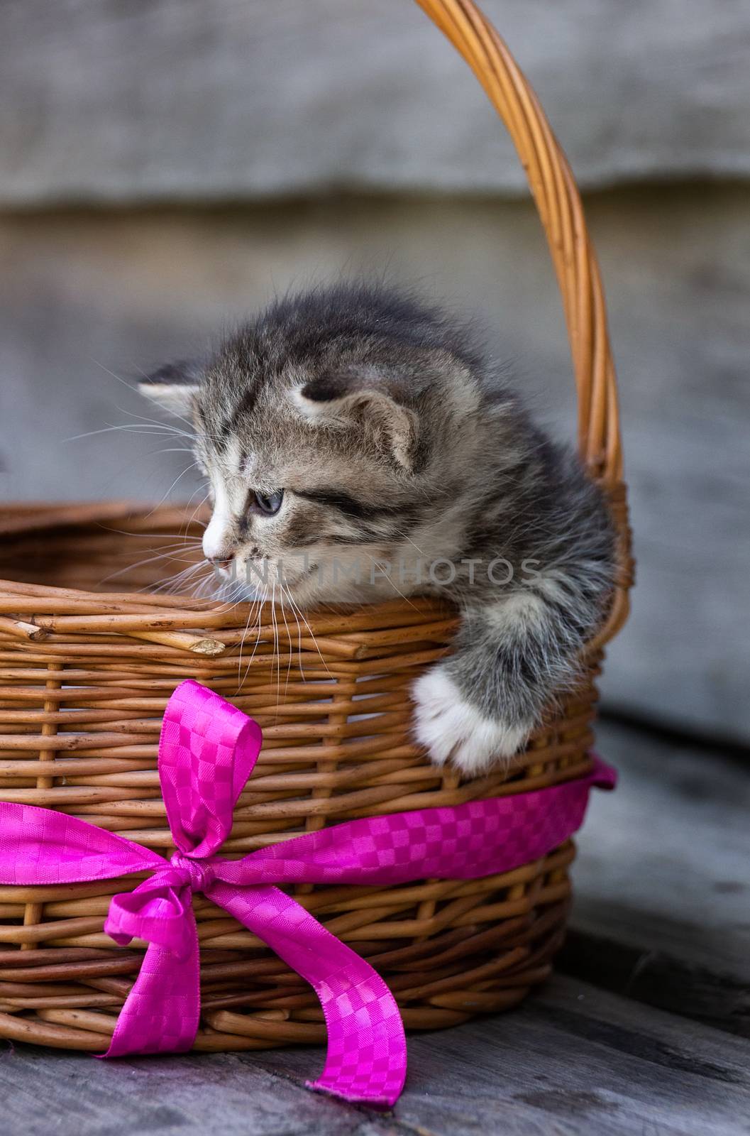 A small red kitten is sitting in a basket