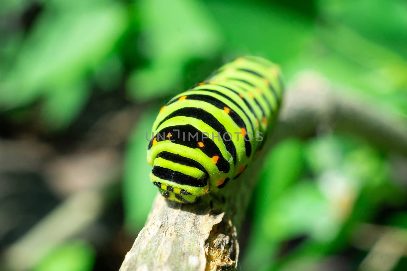 Green caterpillar on lilac leaf by AlexBush