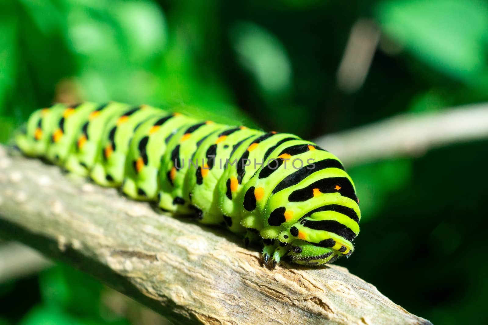 Green caterpillar on lilac leaf, caterpillar in nature