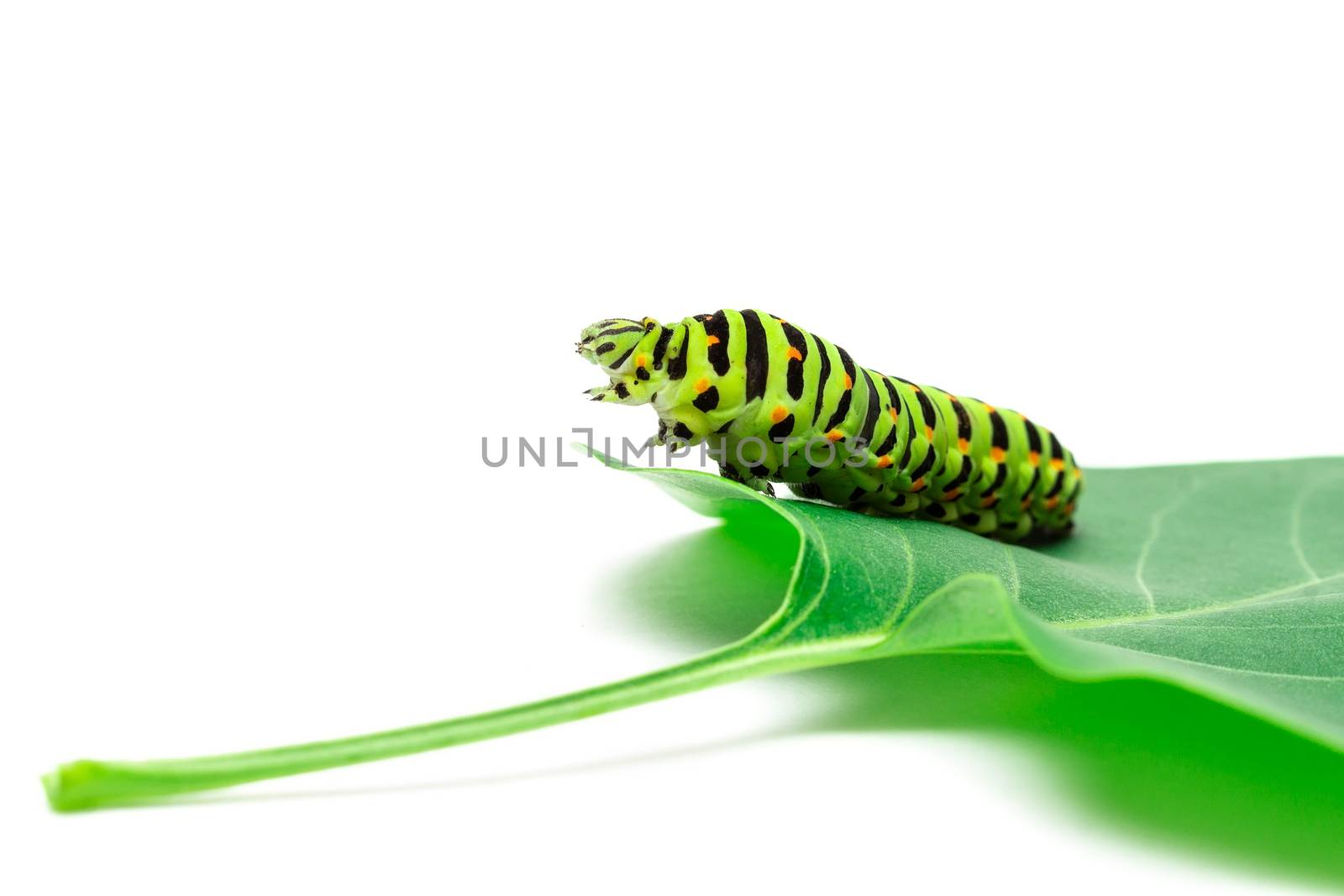 Swallowtail caterpillar or Papilio Machaon on a white background