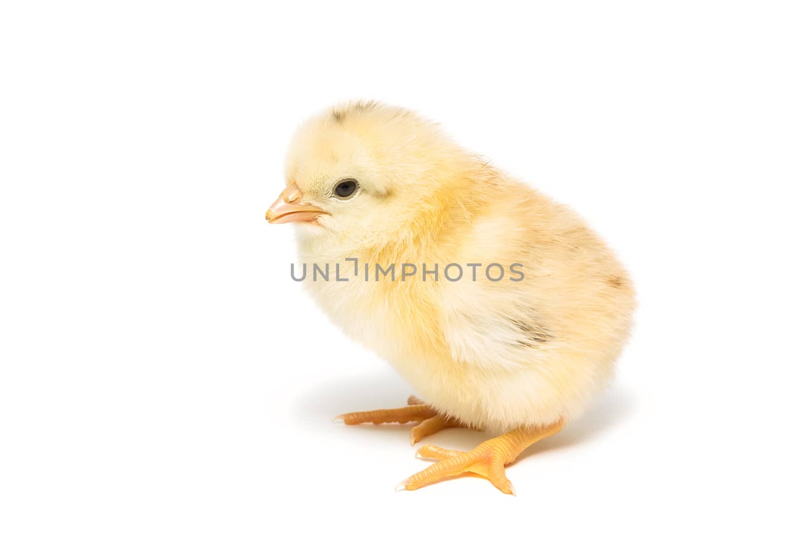 Chicken on white background, village, isolation, summer