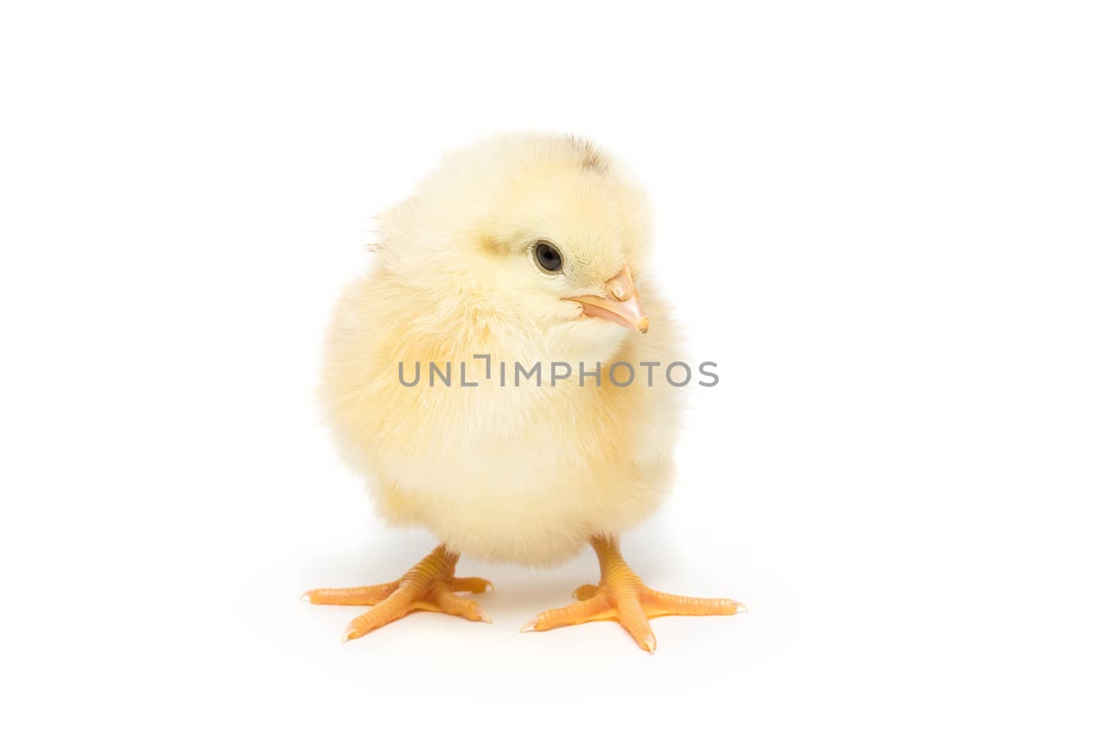 Chicken on white background, village, isolation, summer