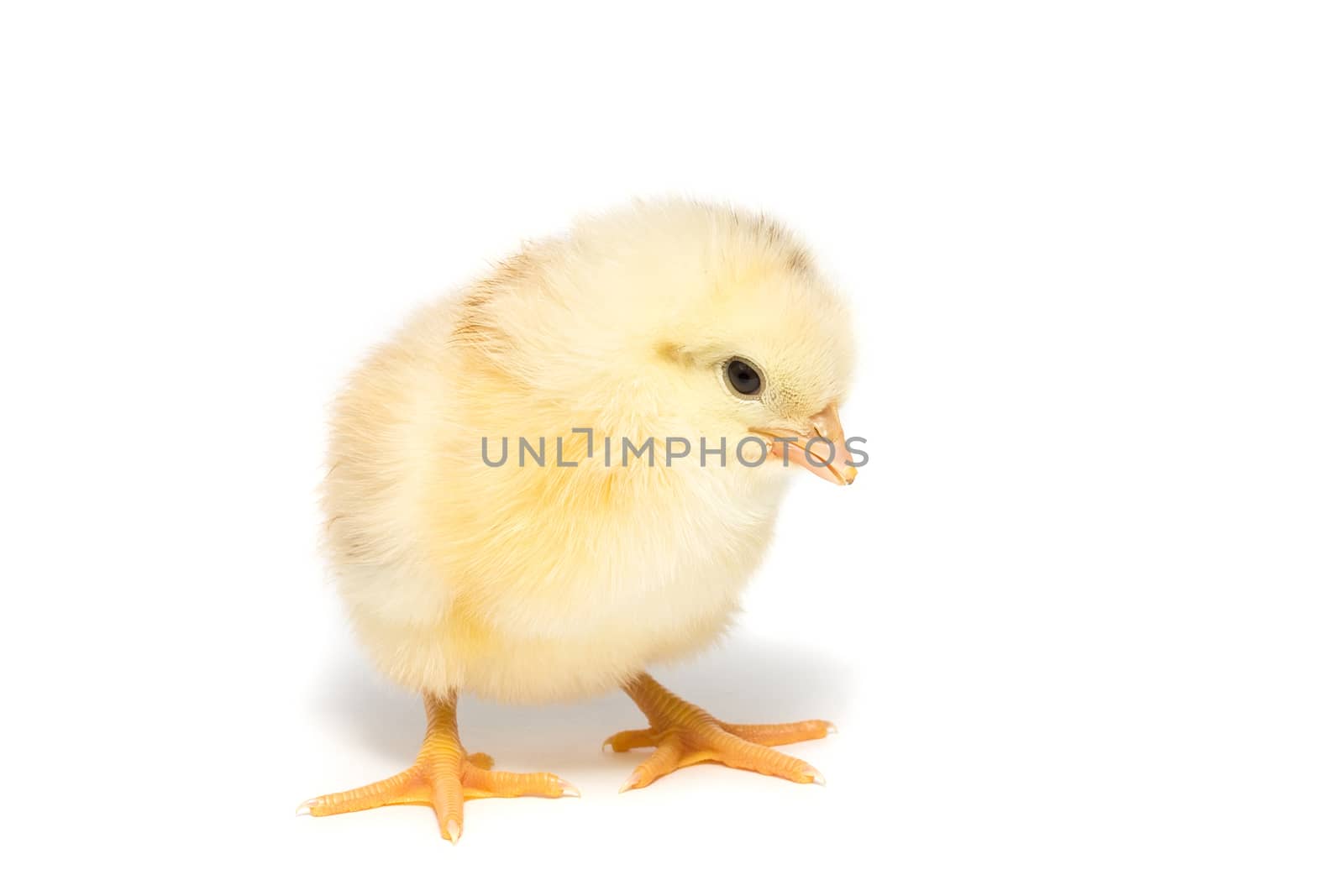 Chicken on white background, village, isolation, summer