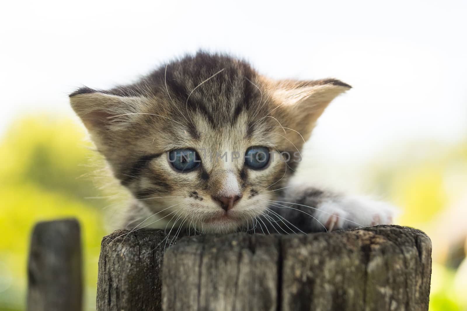 Portrait of a gray kitten on a fence