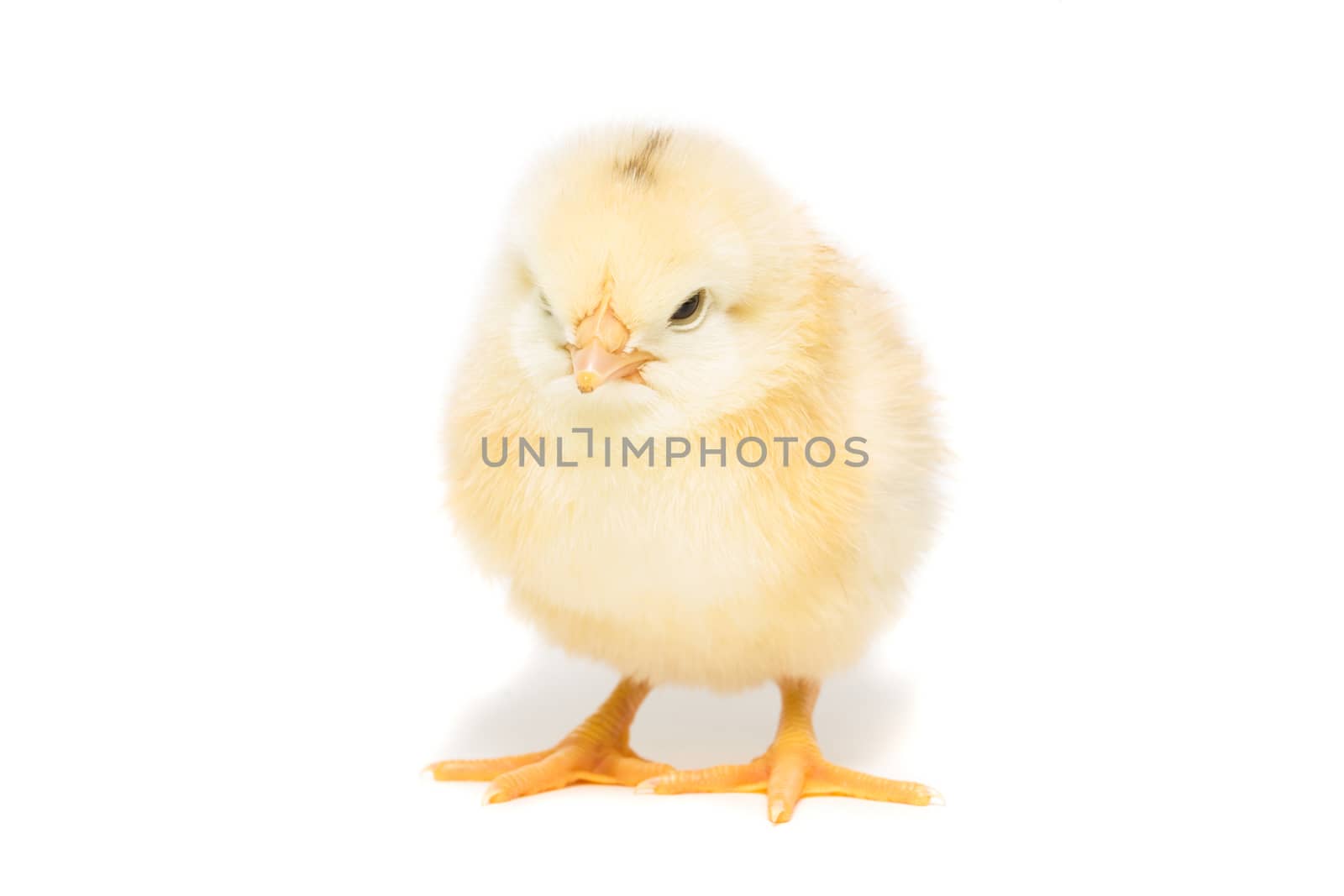 Chicken on white background, village, isolation, summer