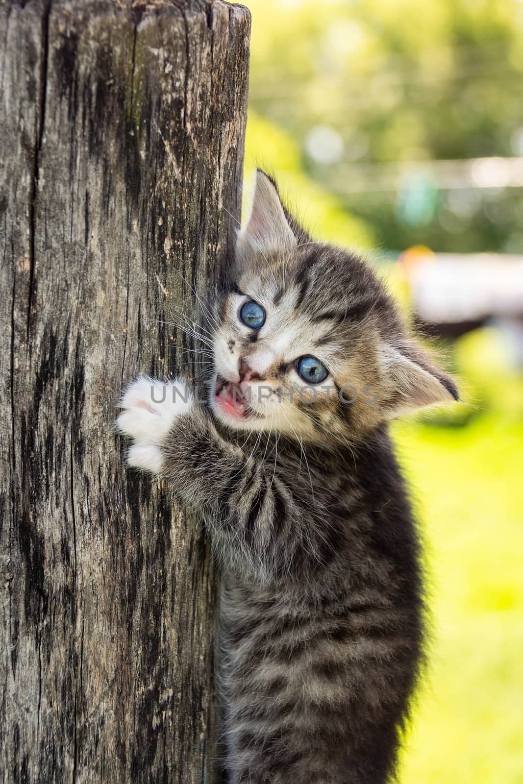 Portrait of a gray kitten on a fence