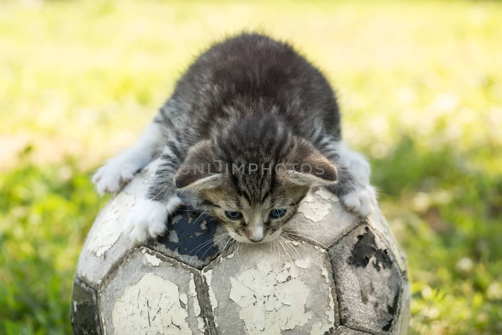 Little kitten on an old football ball