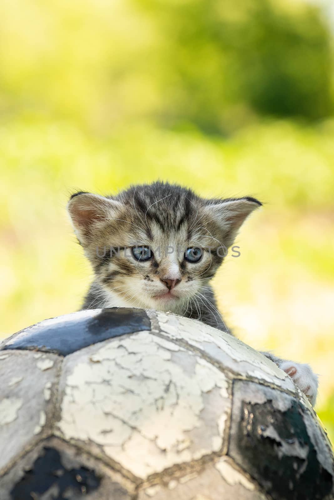 kitten with a soccer ball by AlexBush