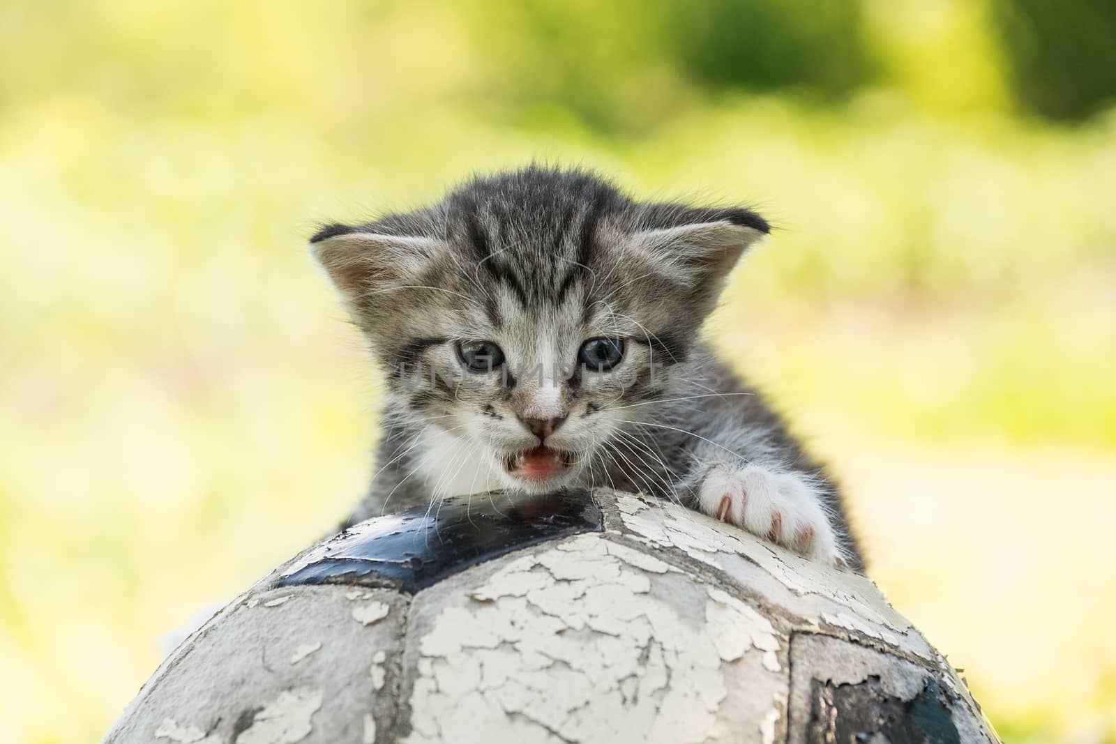 Little kitten on an old football ball