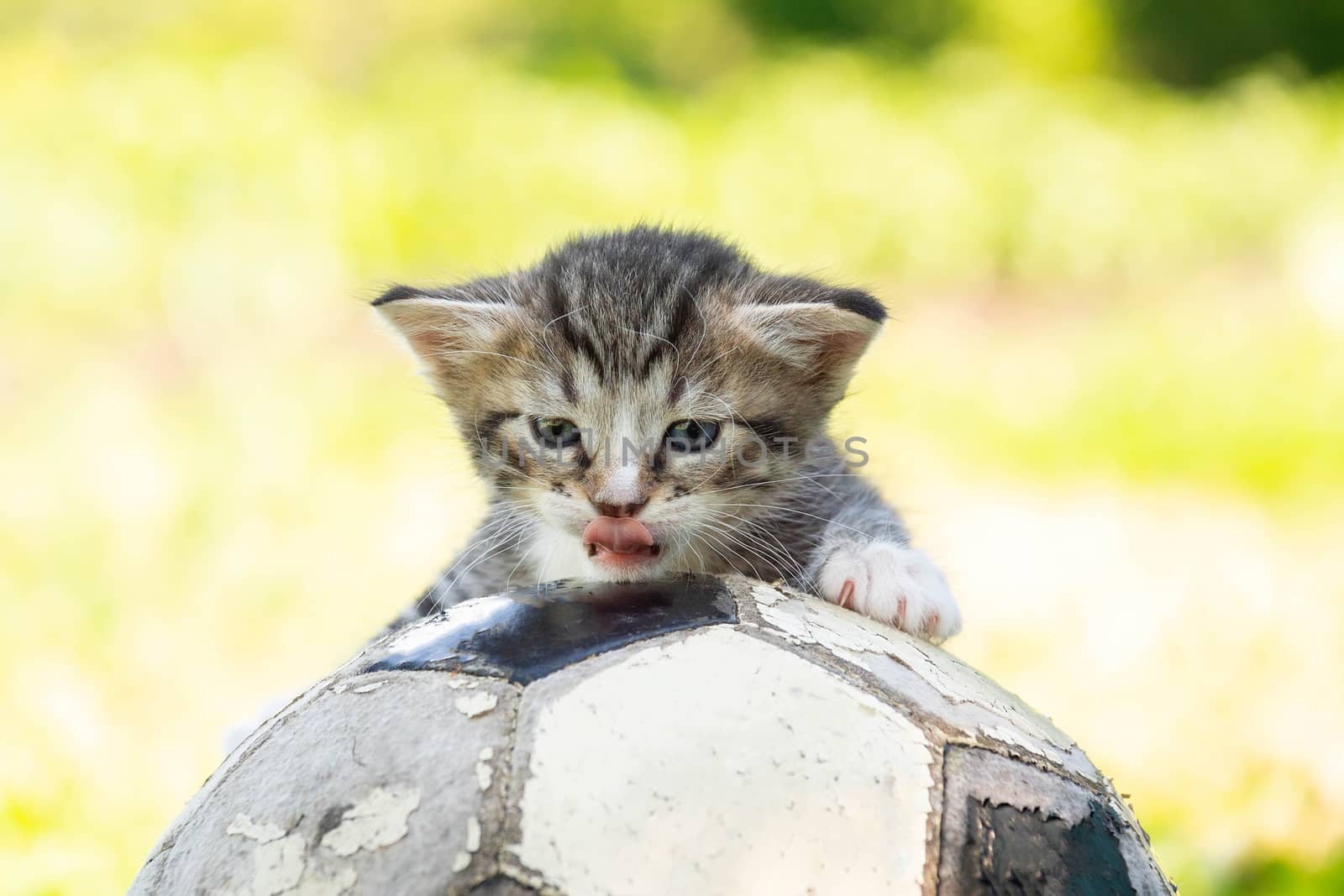 Little kitten on an old football ball