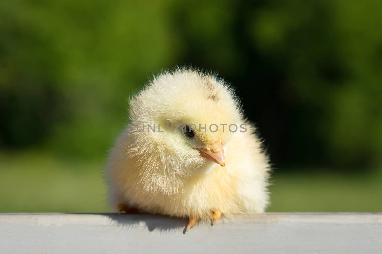 chick on the fence by AlexBush