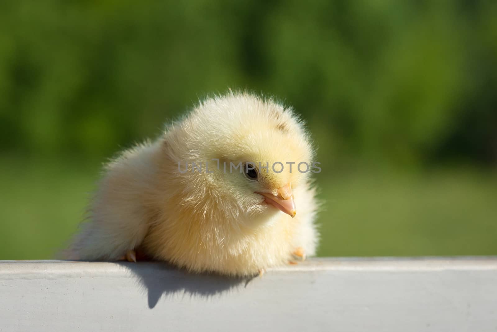 chick on the fence by AlexBush