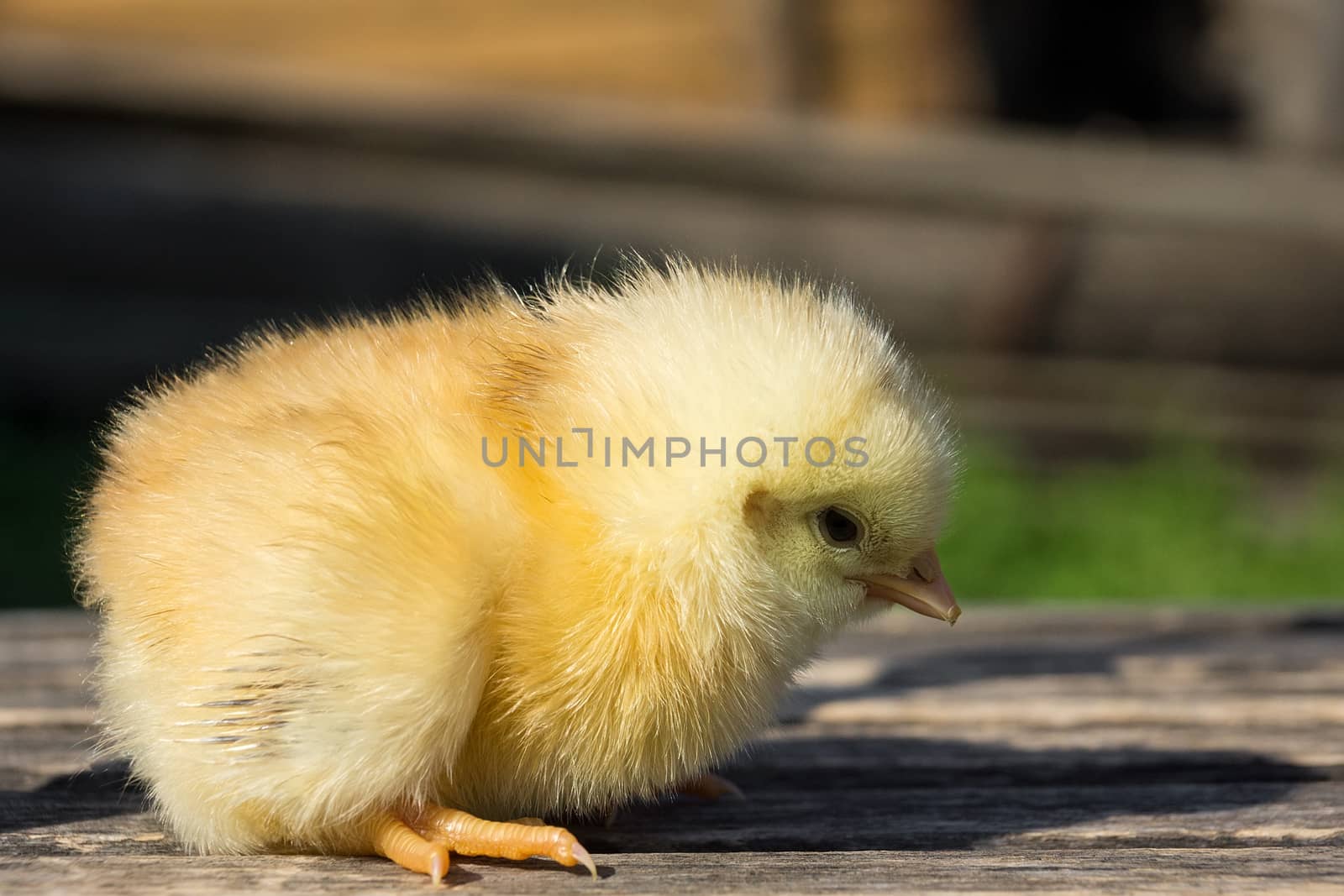 A small yellow chicken on the fence