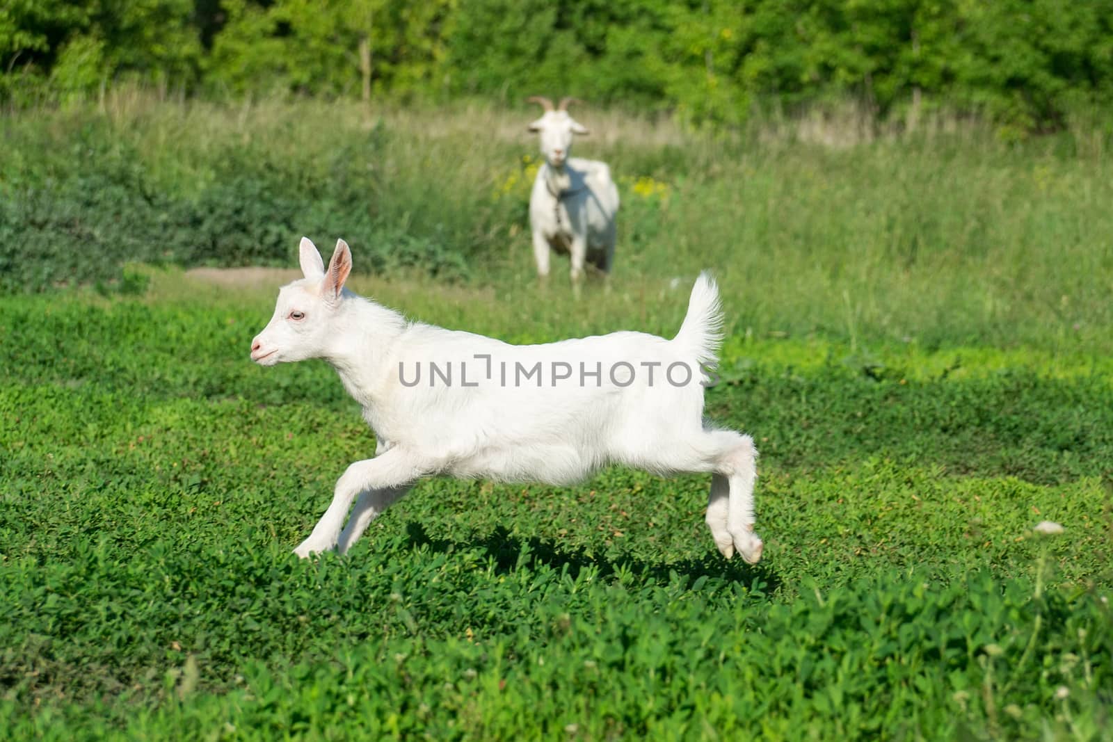 a small goat in a field of wheat