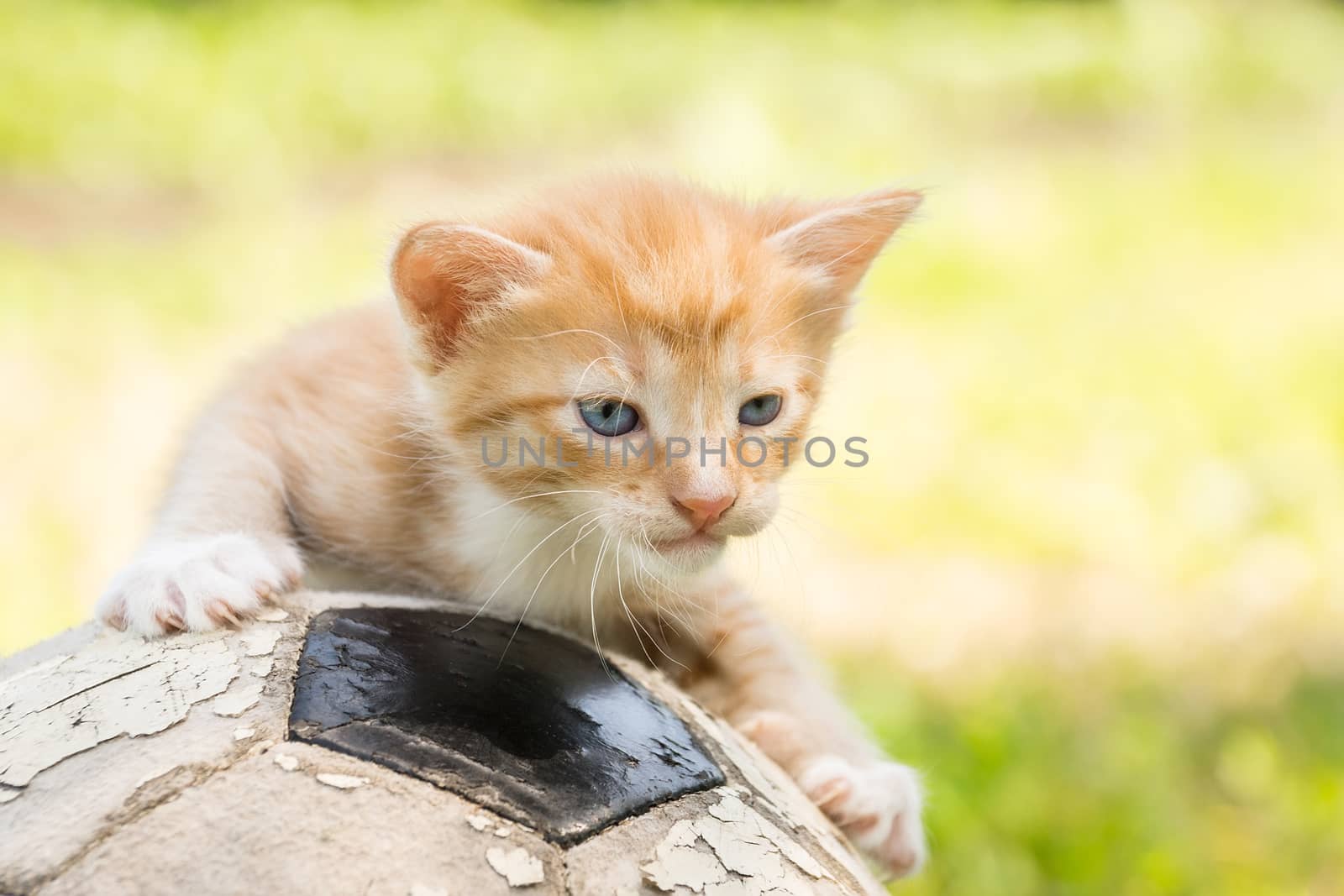 Little kitten on an old football ball