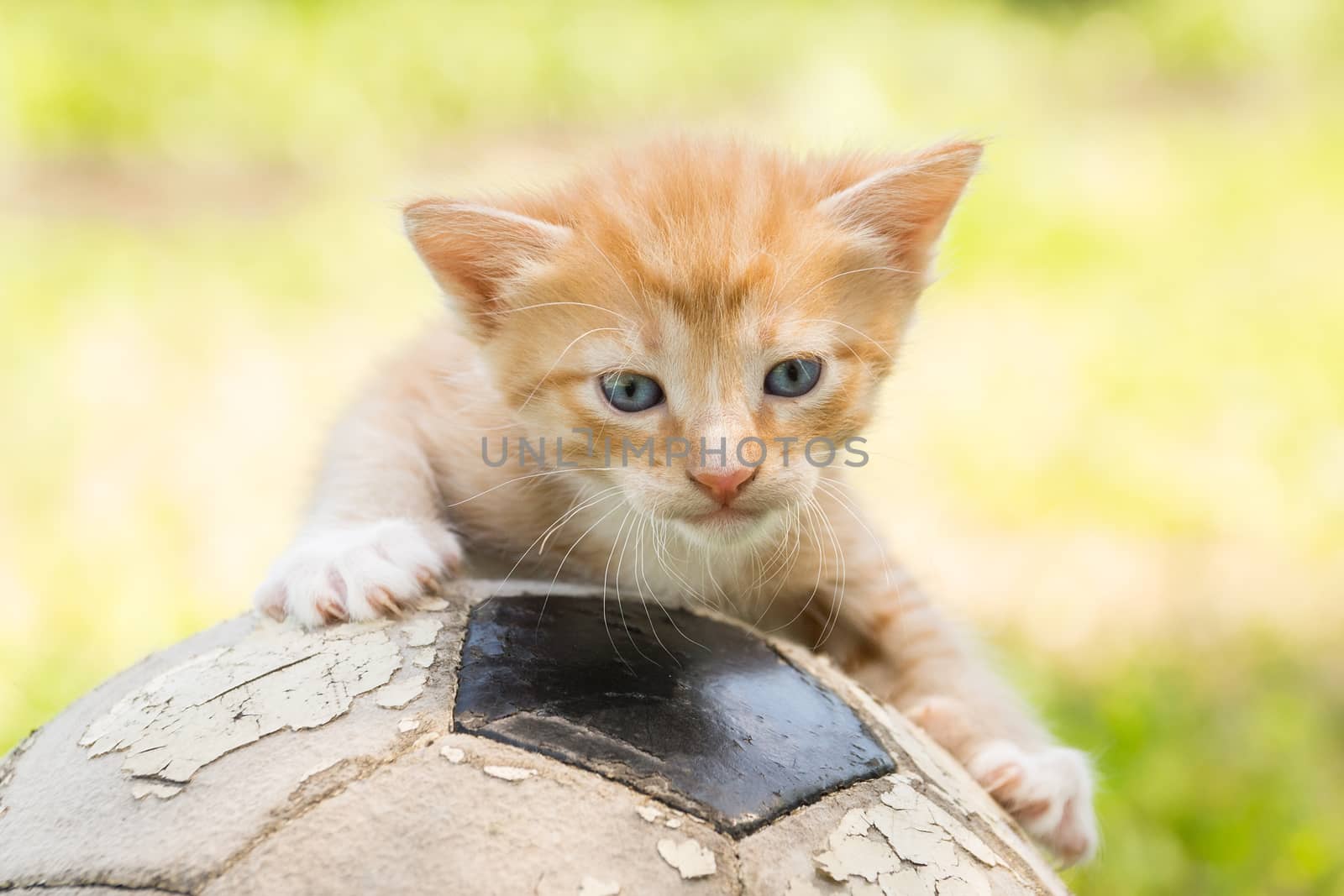 Little kitten on an old football ball