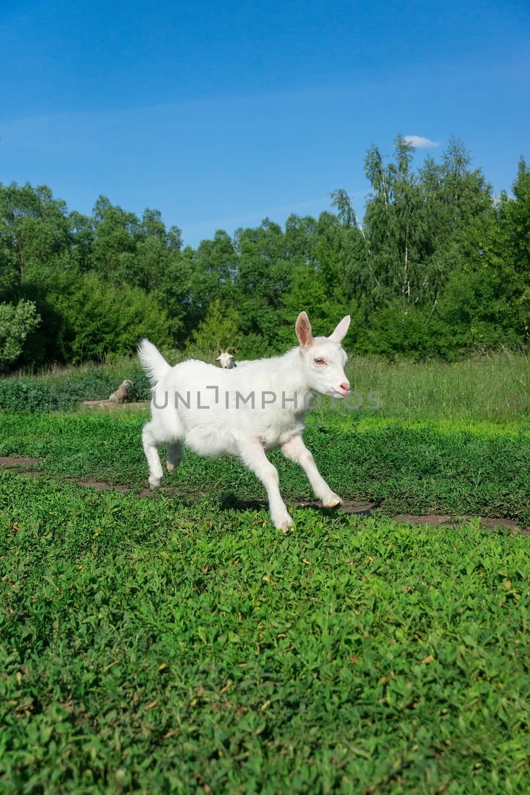 a small goat in a field of wheat