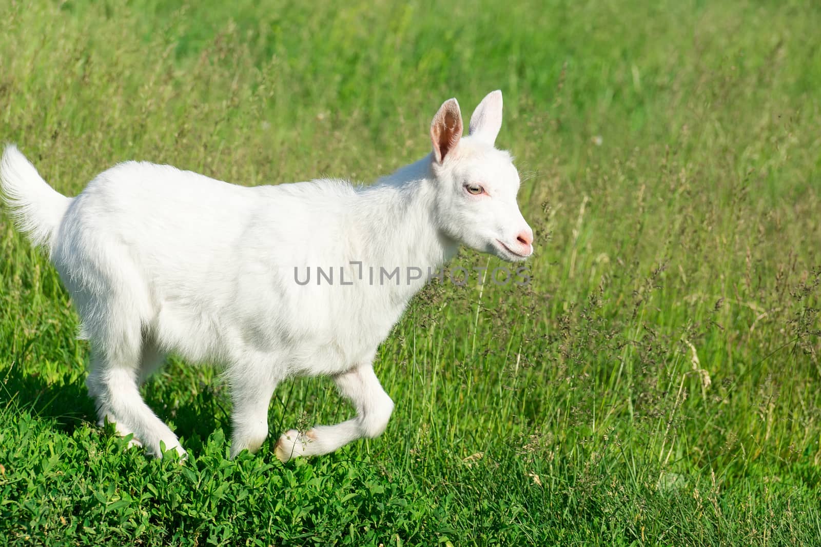 goat in a field of wheat by AlexBush