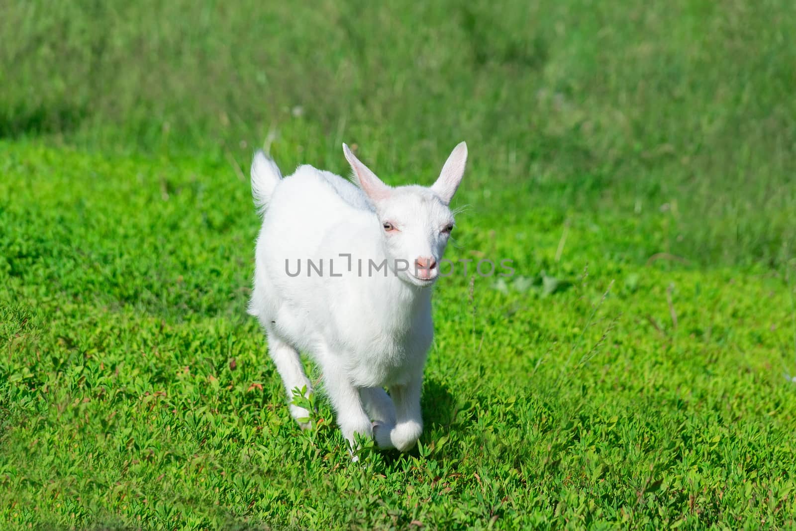 a small goat in a field of wheat