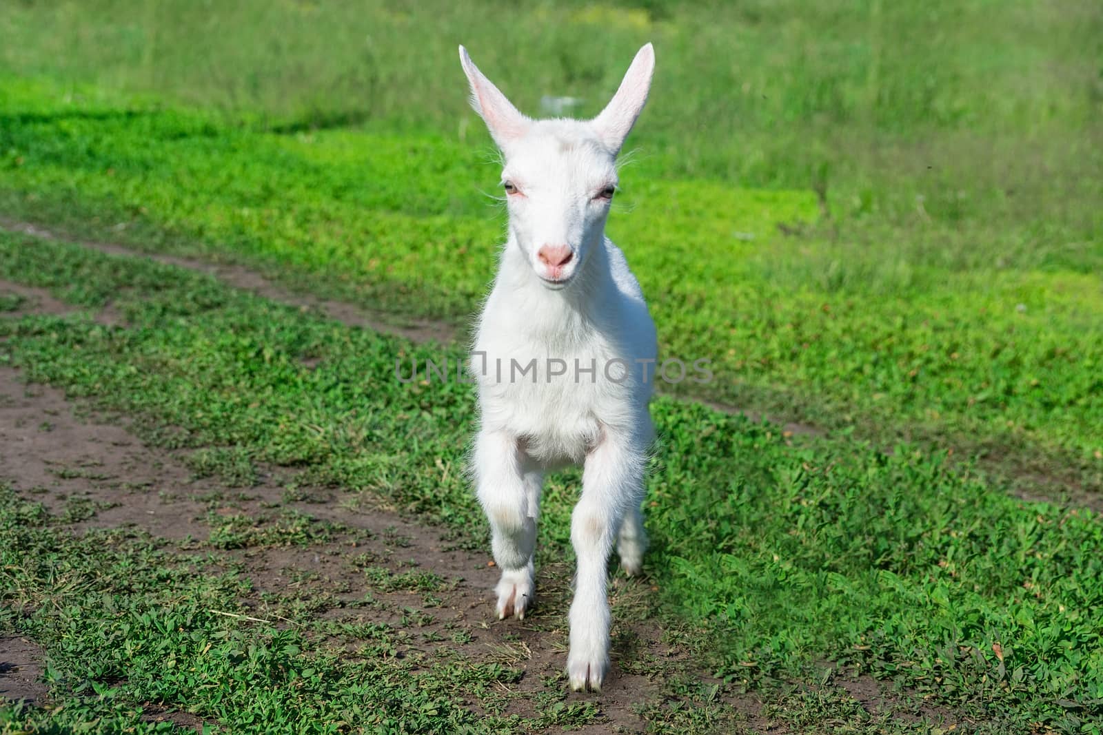 a small goat in a field of wheat