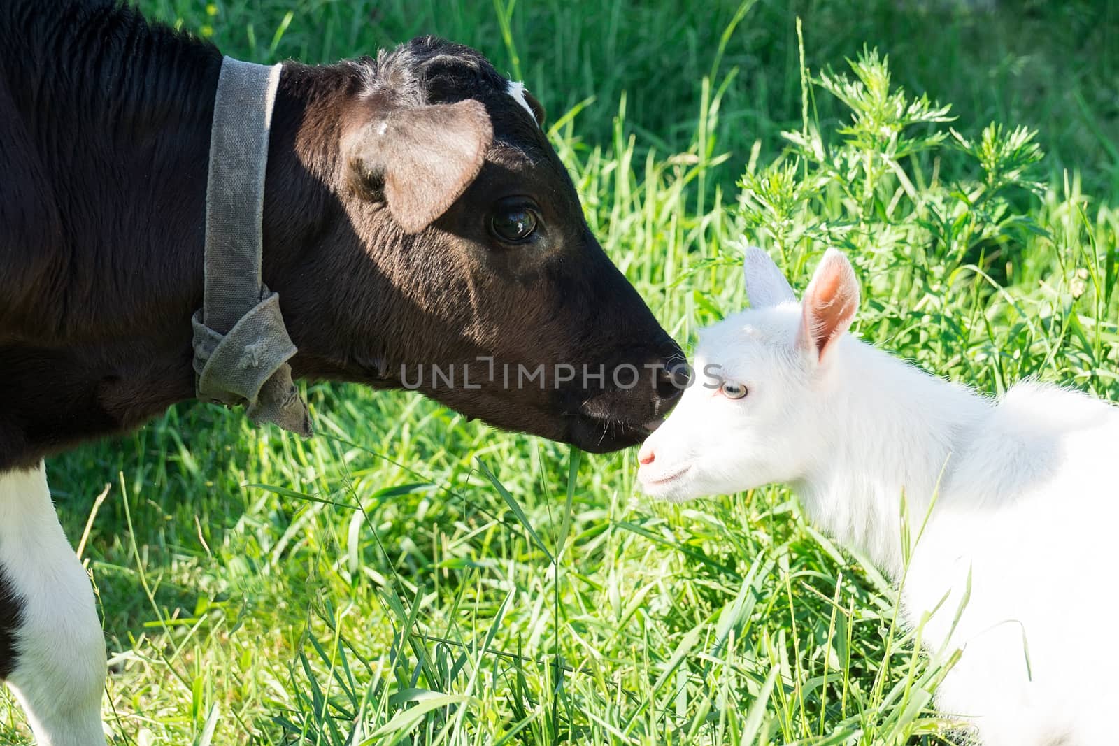 A calf kisses a small goat on the grass