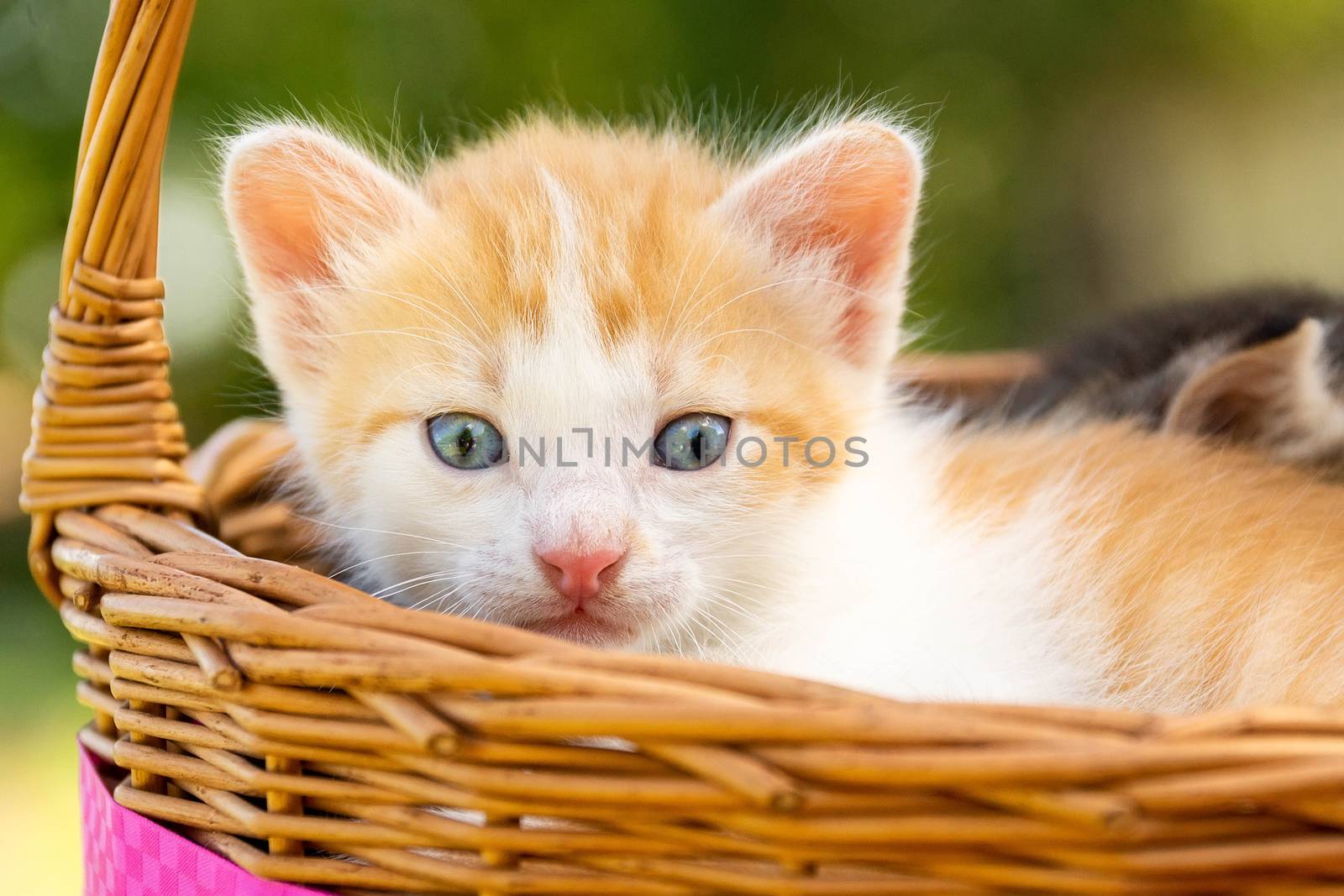 A small red kitten is sitting in a basket