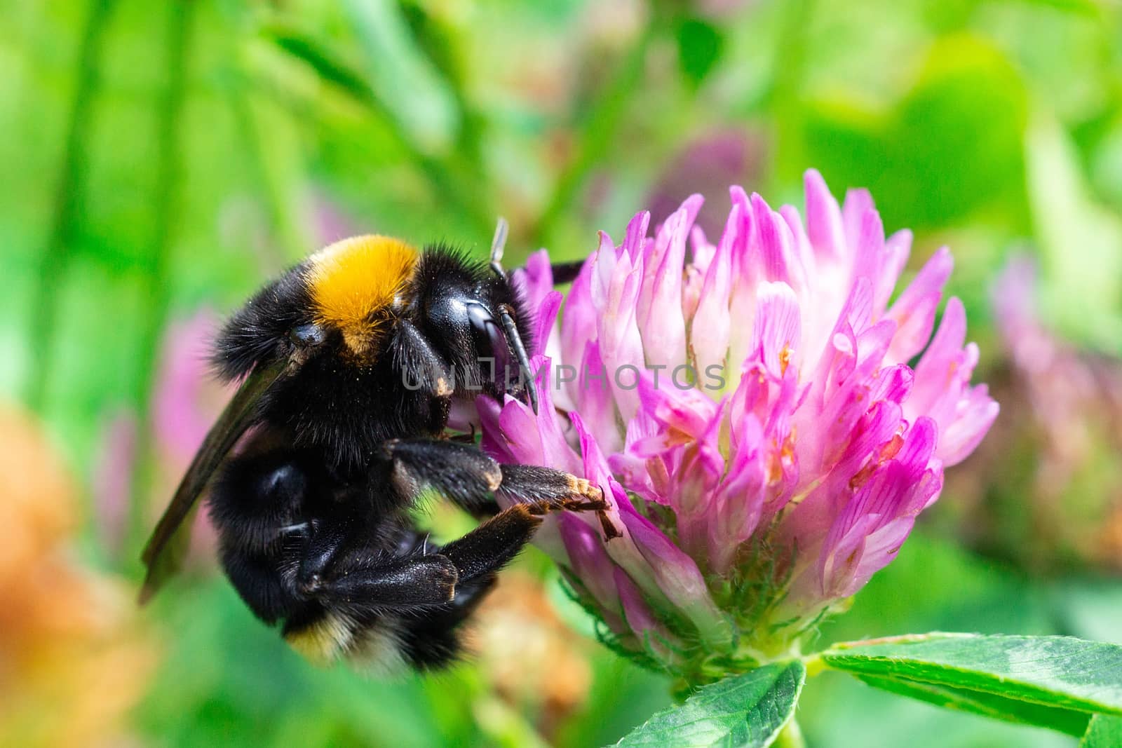 A bumblebee gathers pollen on a red flower, a bumblebee on a clover