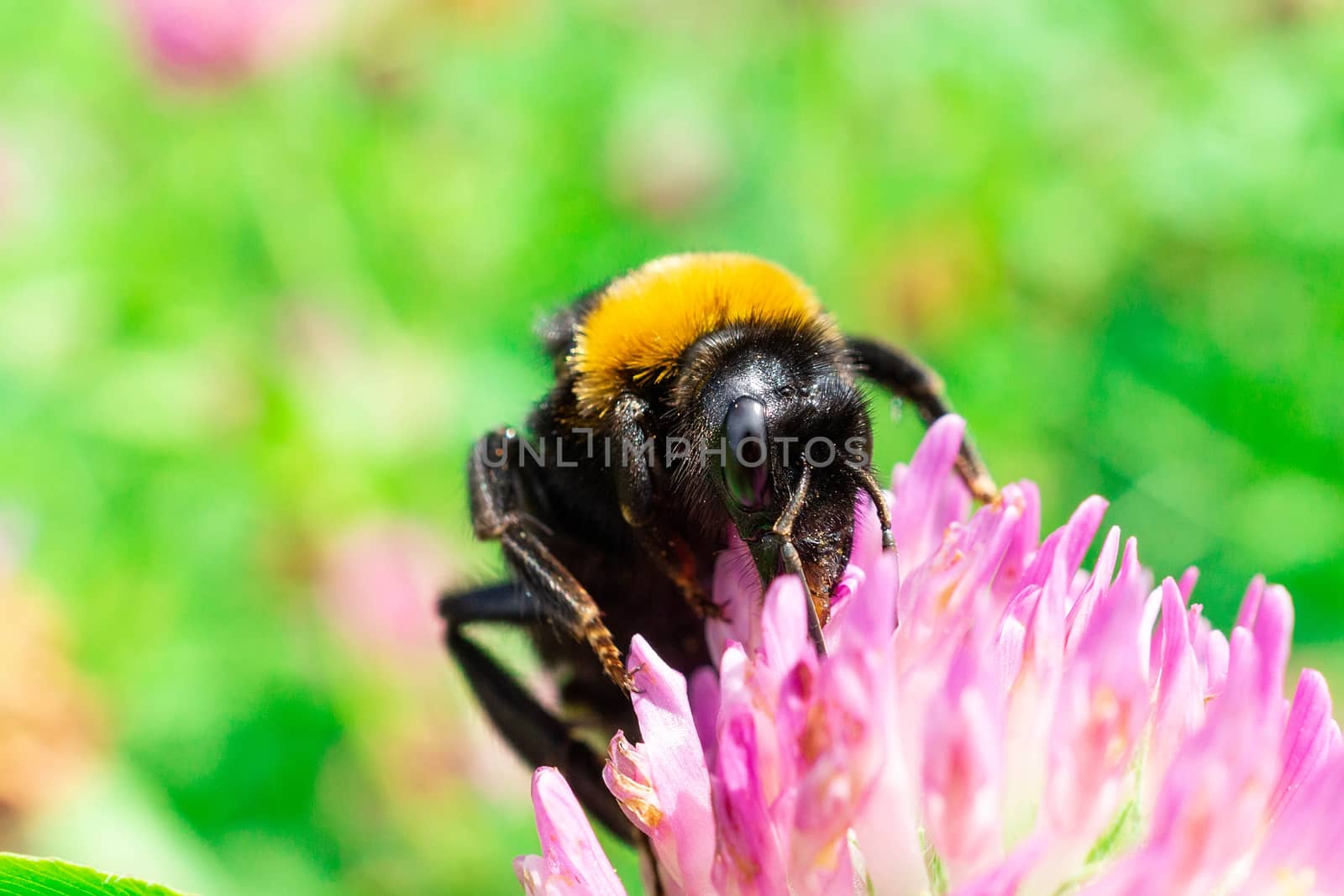 A bumblebee gathers pollen on a red flower, a bumblebee on a clover