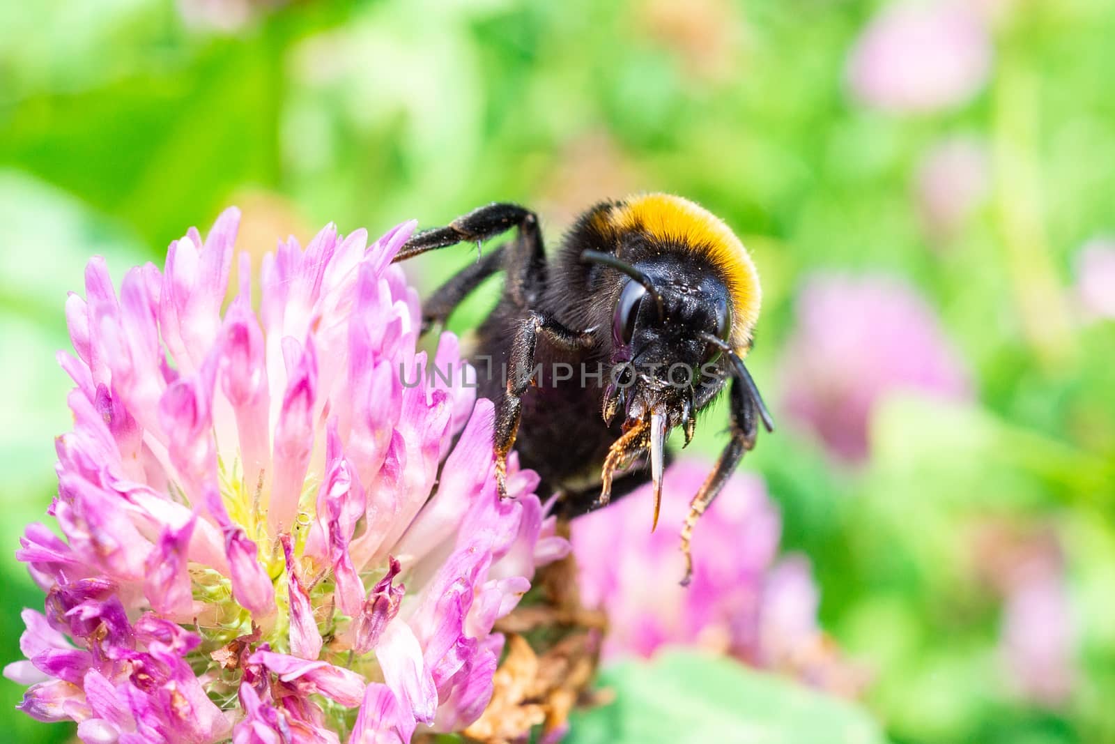 A bumblebee gathers pollen on a red flower, a bumblebee on a clover