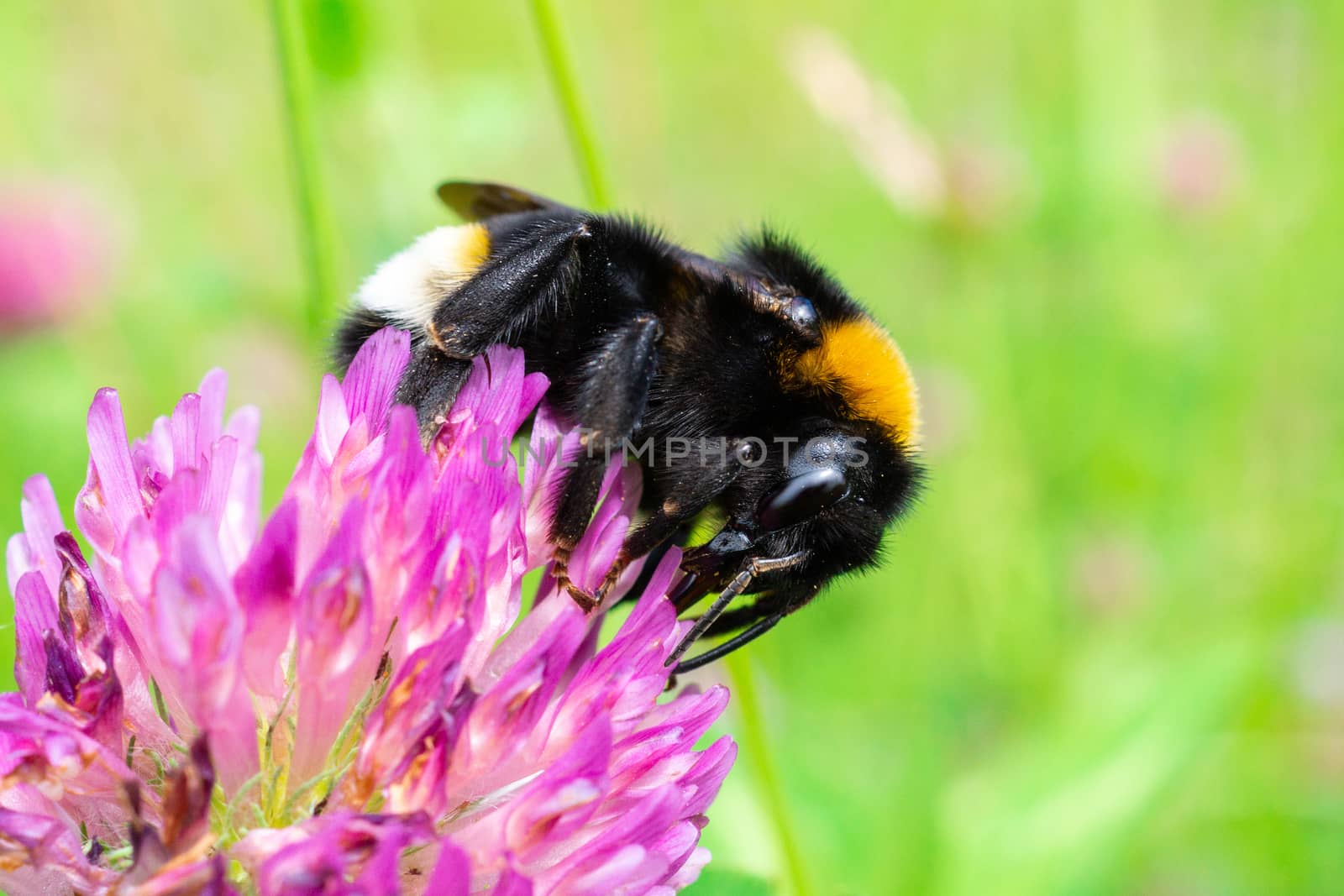 A bumblebee gathers pollen on a red flower, a bumblebee on a clover