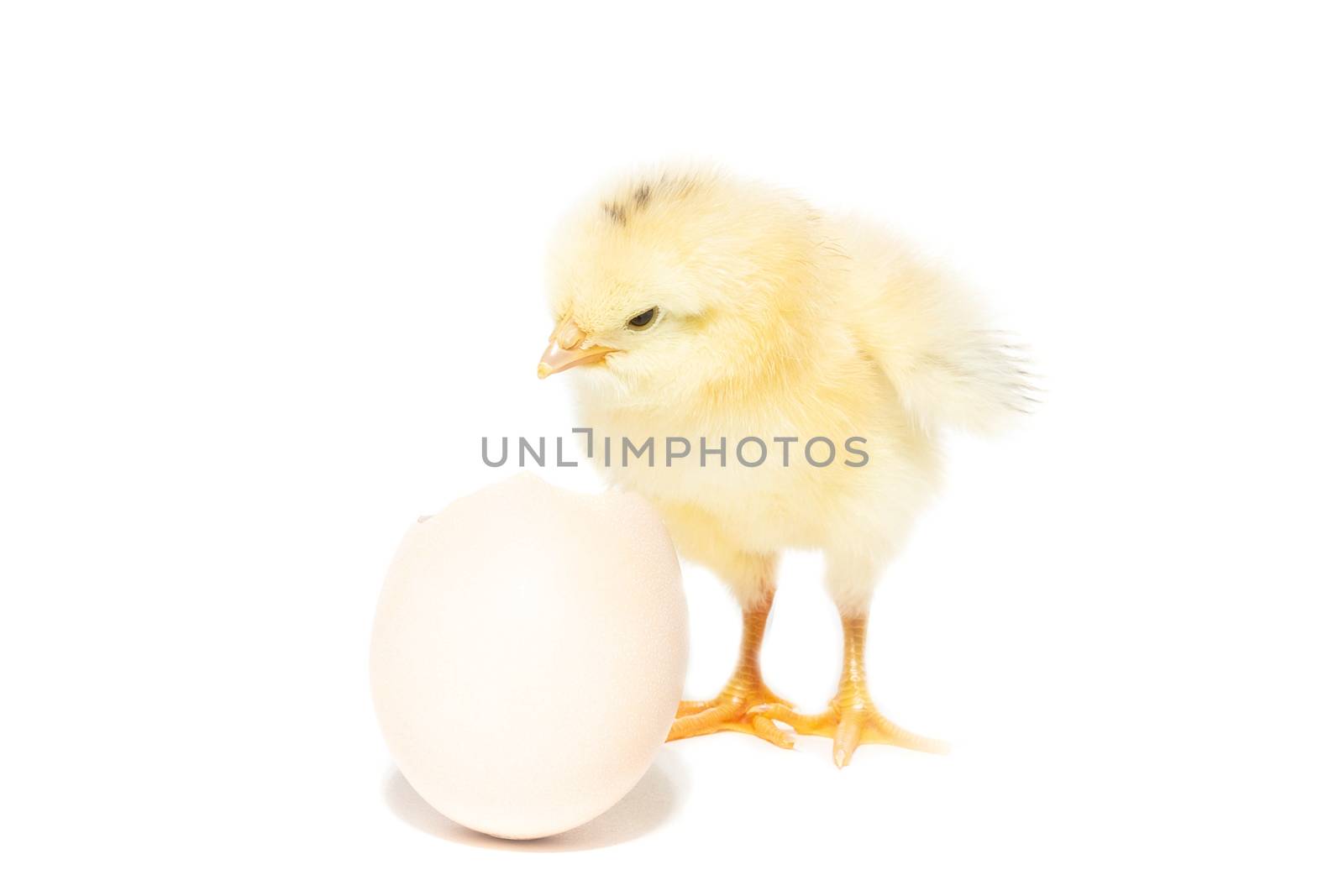 Chicken hatched from the shell by AlexBush