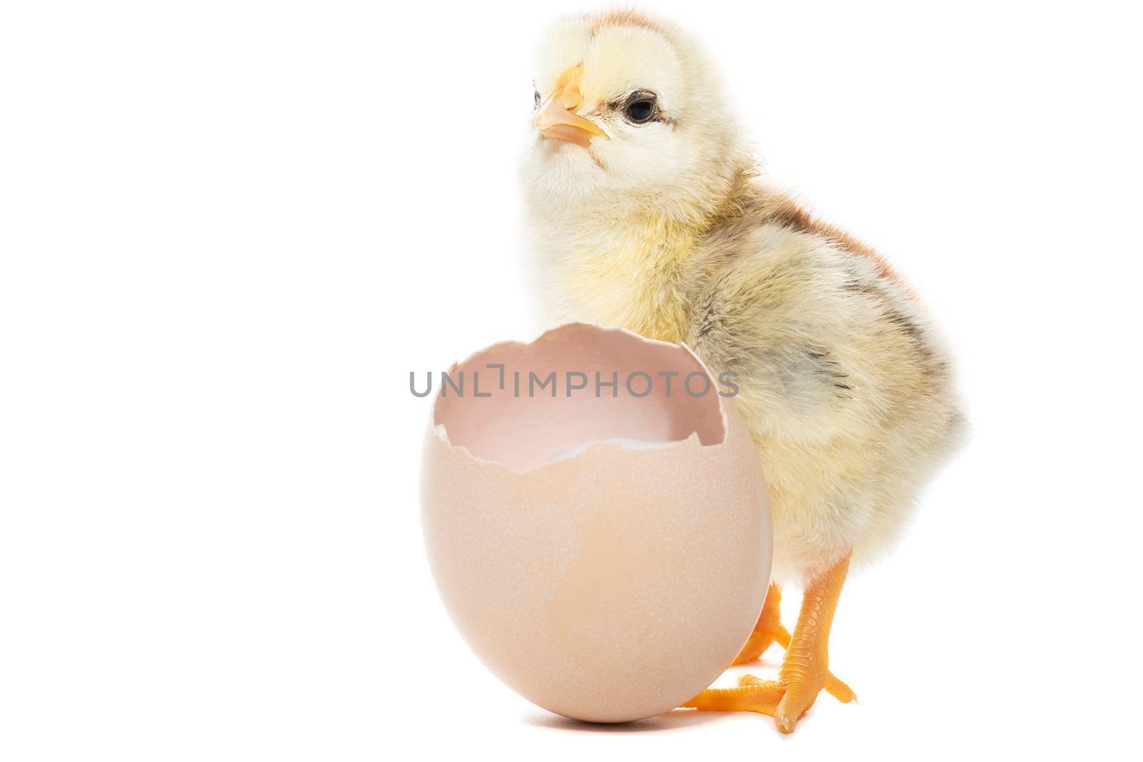 Chicken hatched from the shell by AlexBush