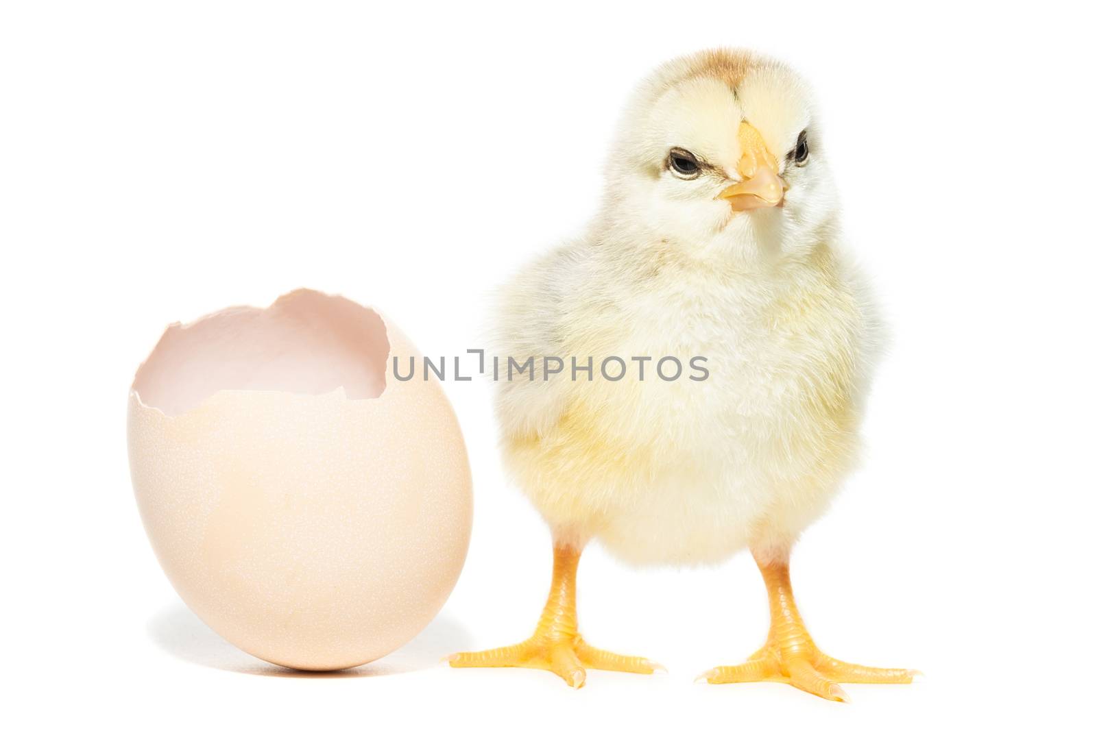 Chicken hatched from the shell, yellow chicken, village, summer