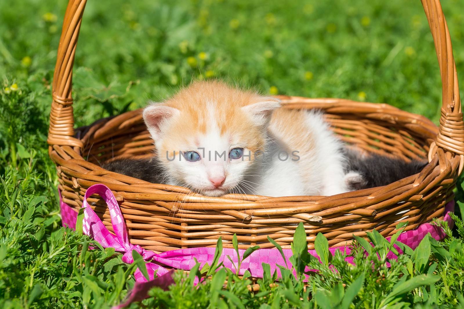 A small red kitten is sitting in a basket