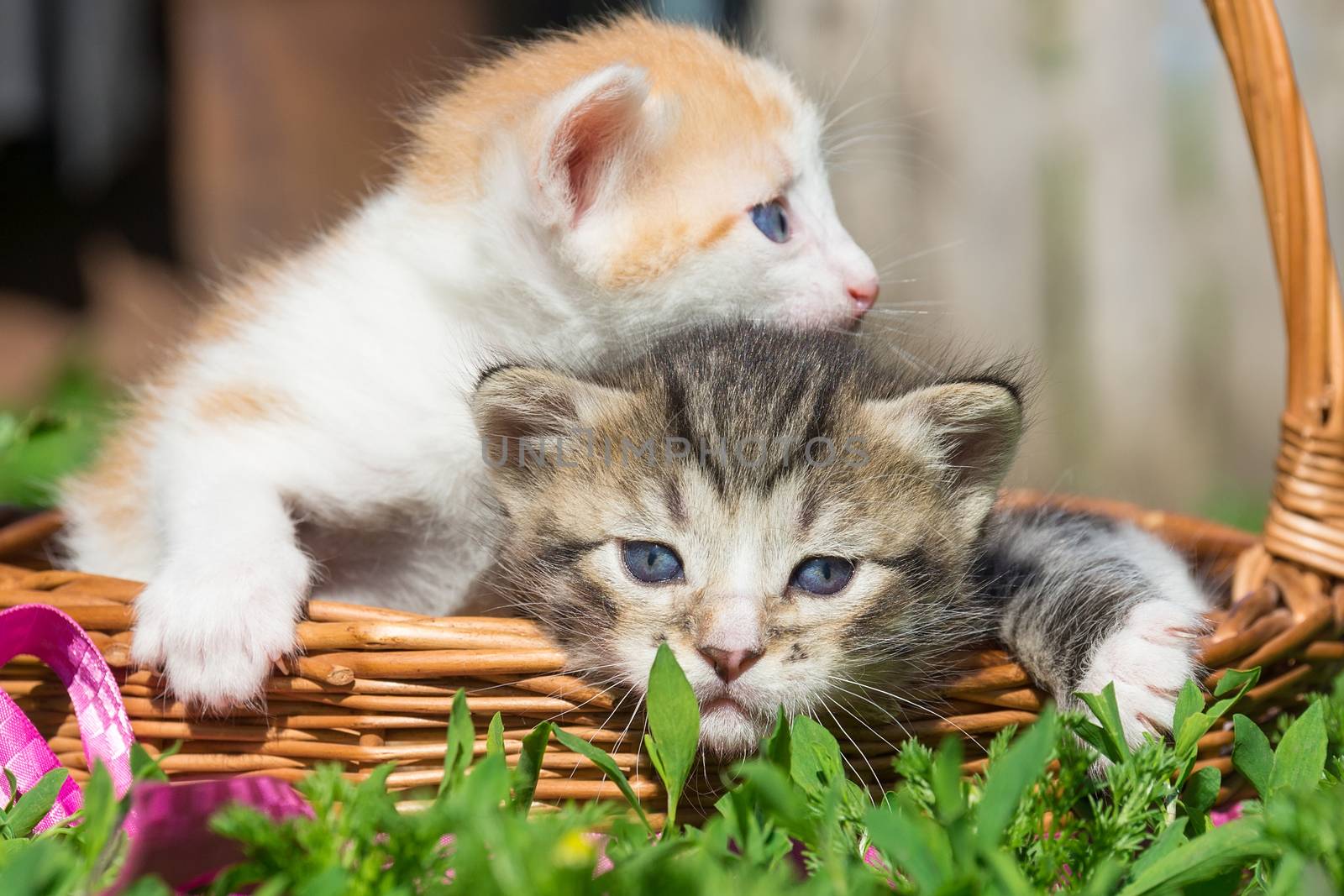 A small red kitten is sitting in a basket