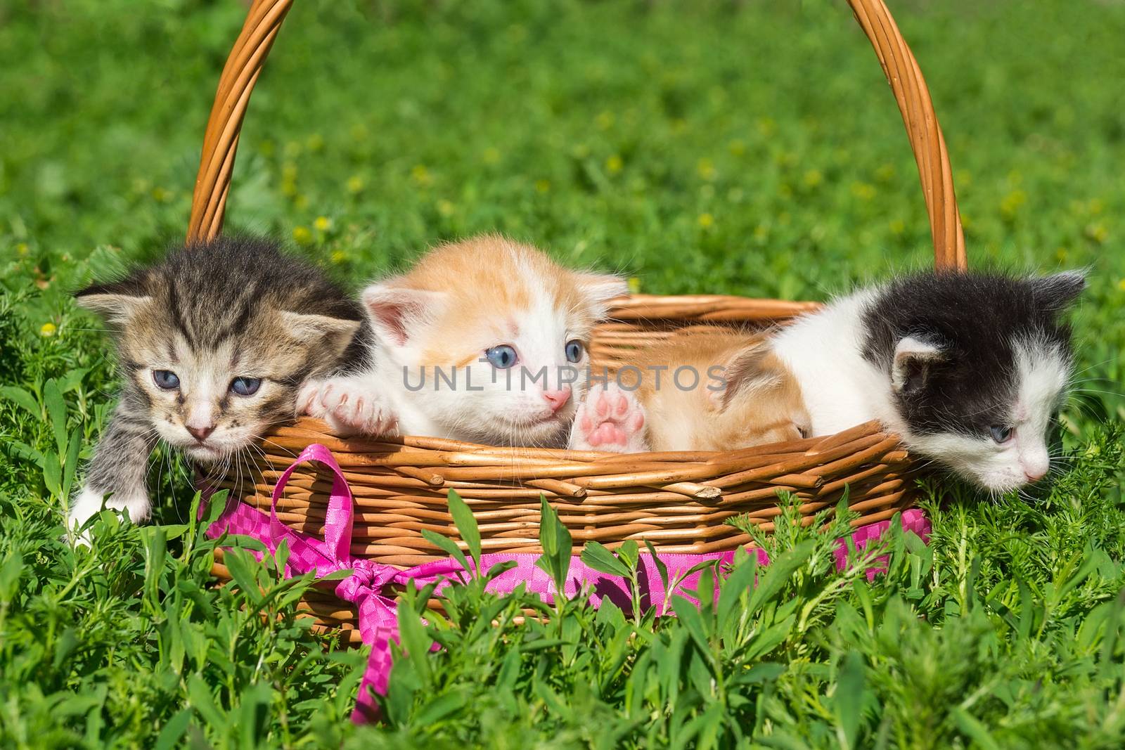 A small red kitten is sitting in a basket