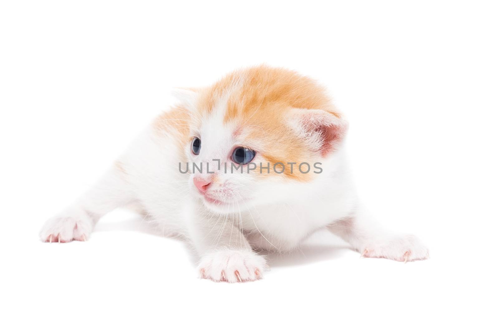 Playful red kitten on a white background isolated