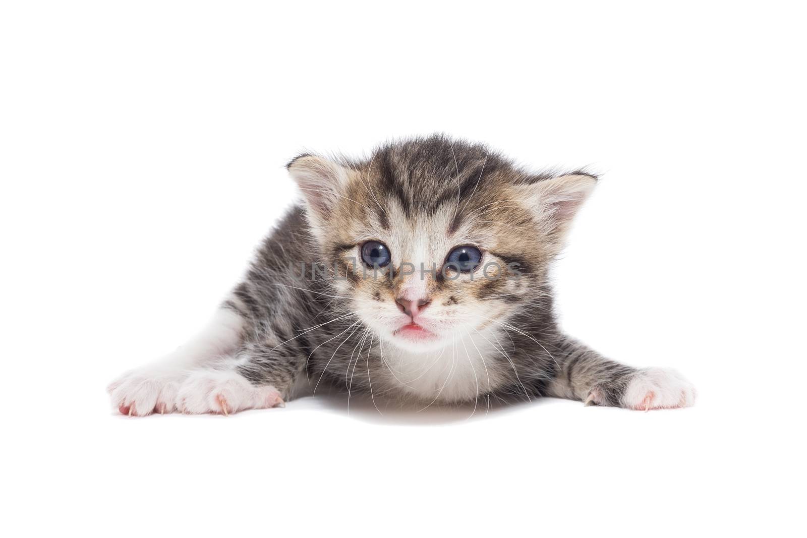 Playful gray kitten on a white background isolated